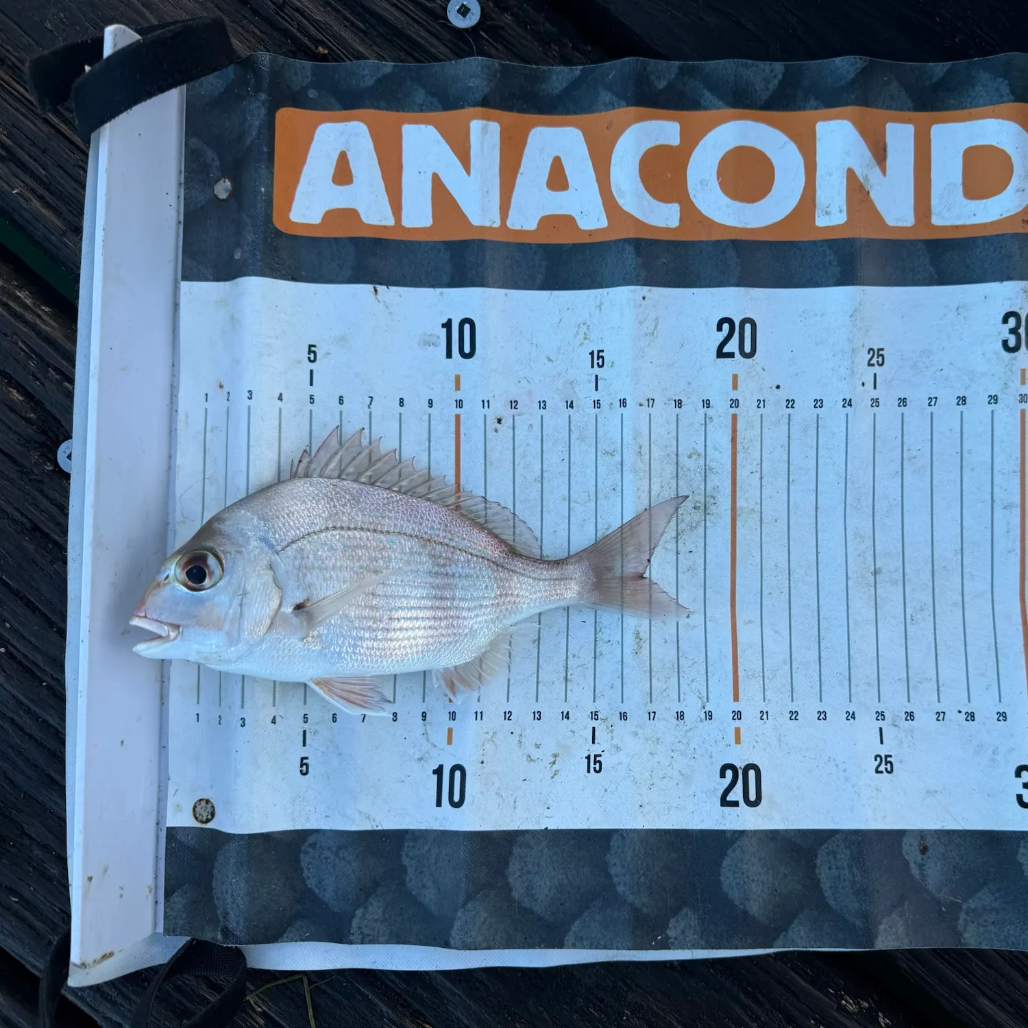 Australasian snapper caught on Fishbrain