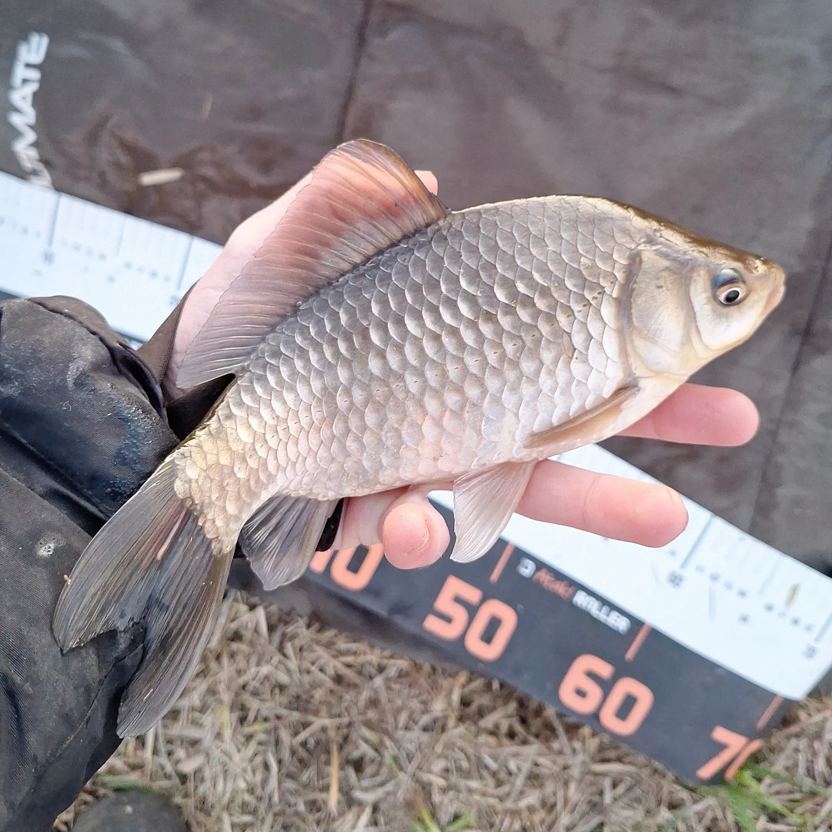 The most recent Prussian carp catches on Fishbrain