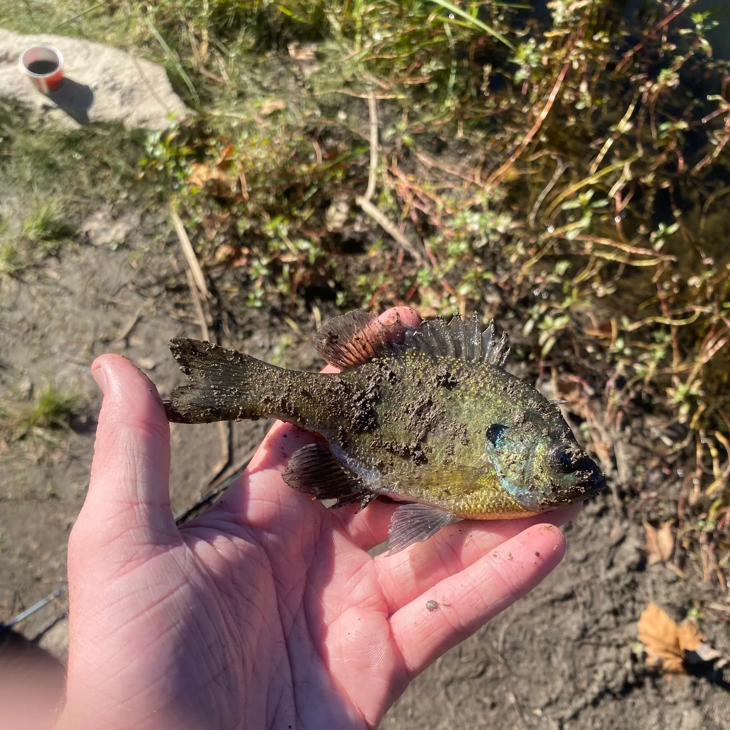 Bluegill caught on Fishbrain