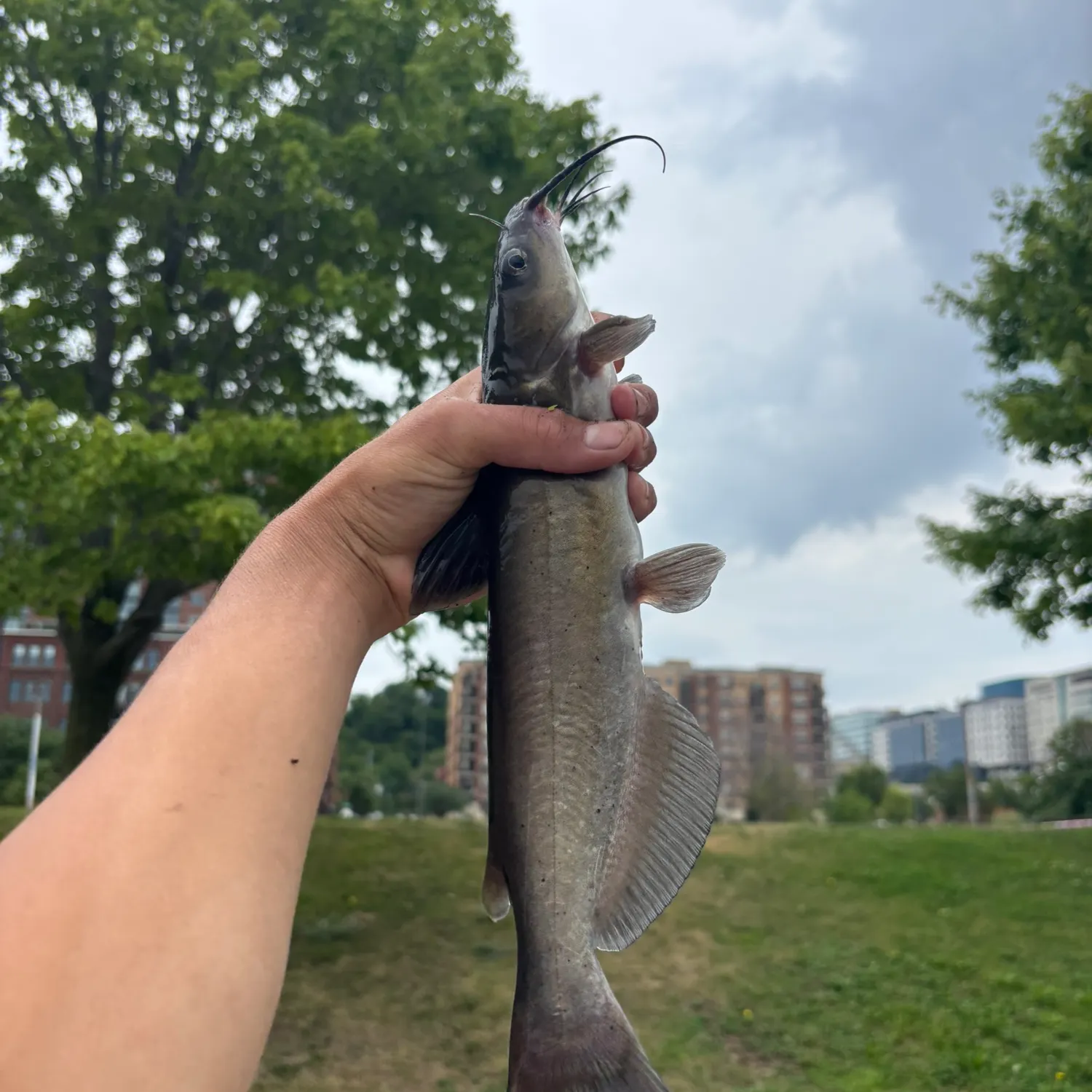 catch