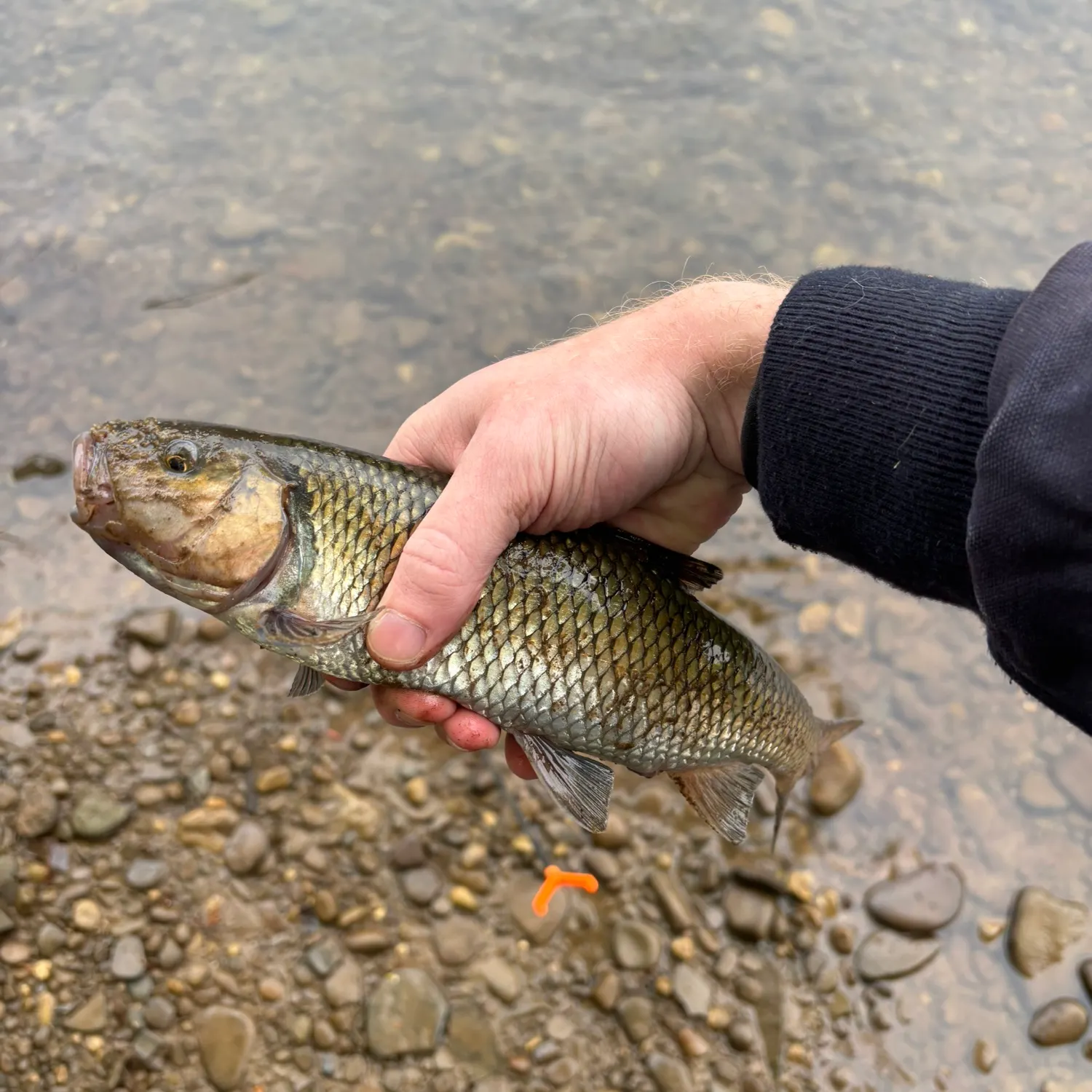 The most recent Fallfish catches on Fishbrain