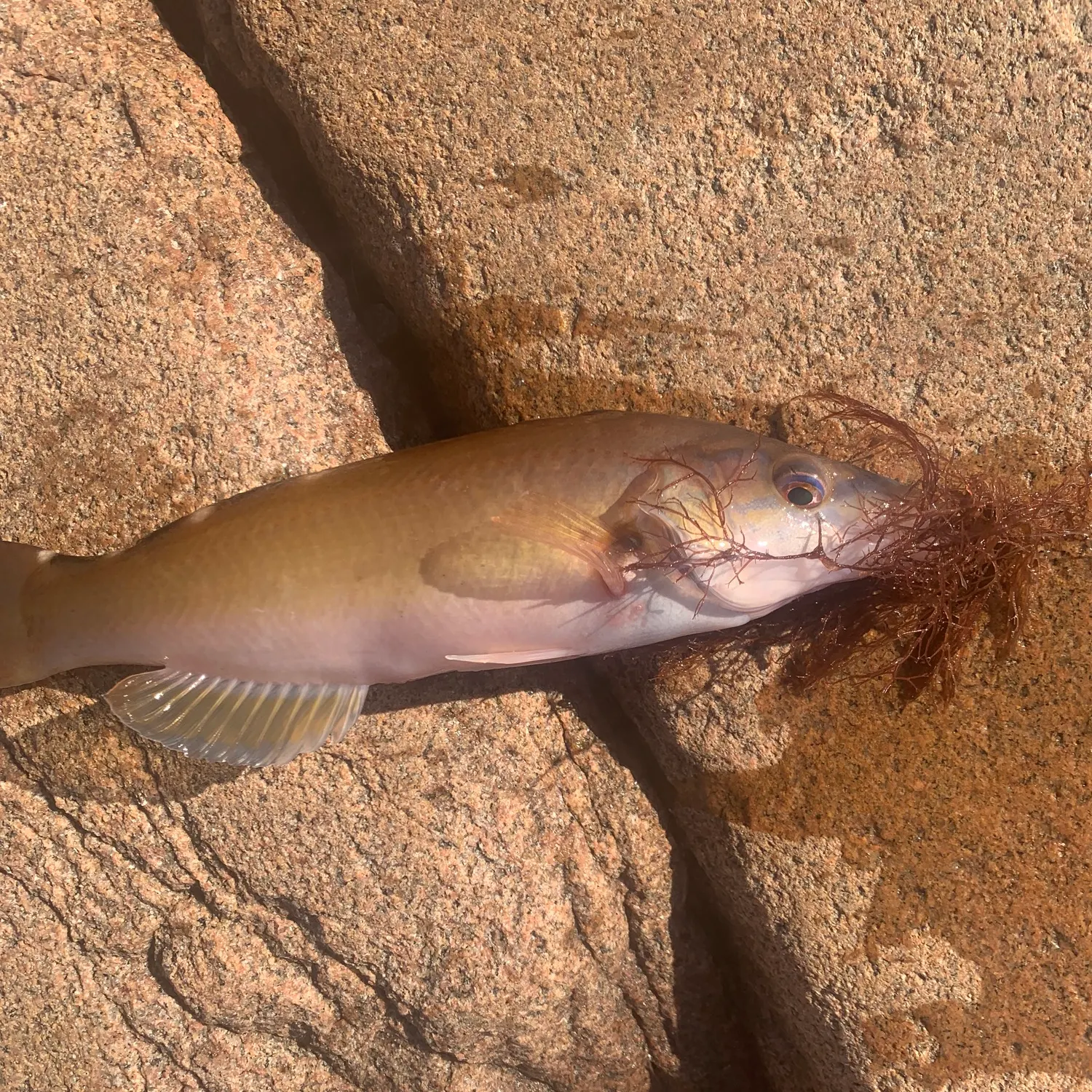 The most recent Cuckoo wrasse catches on Fishbrain