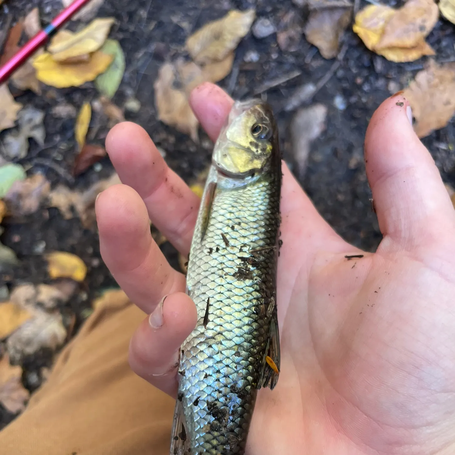 Fallfish caught on Fishbrain