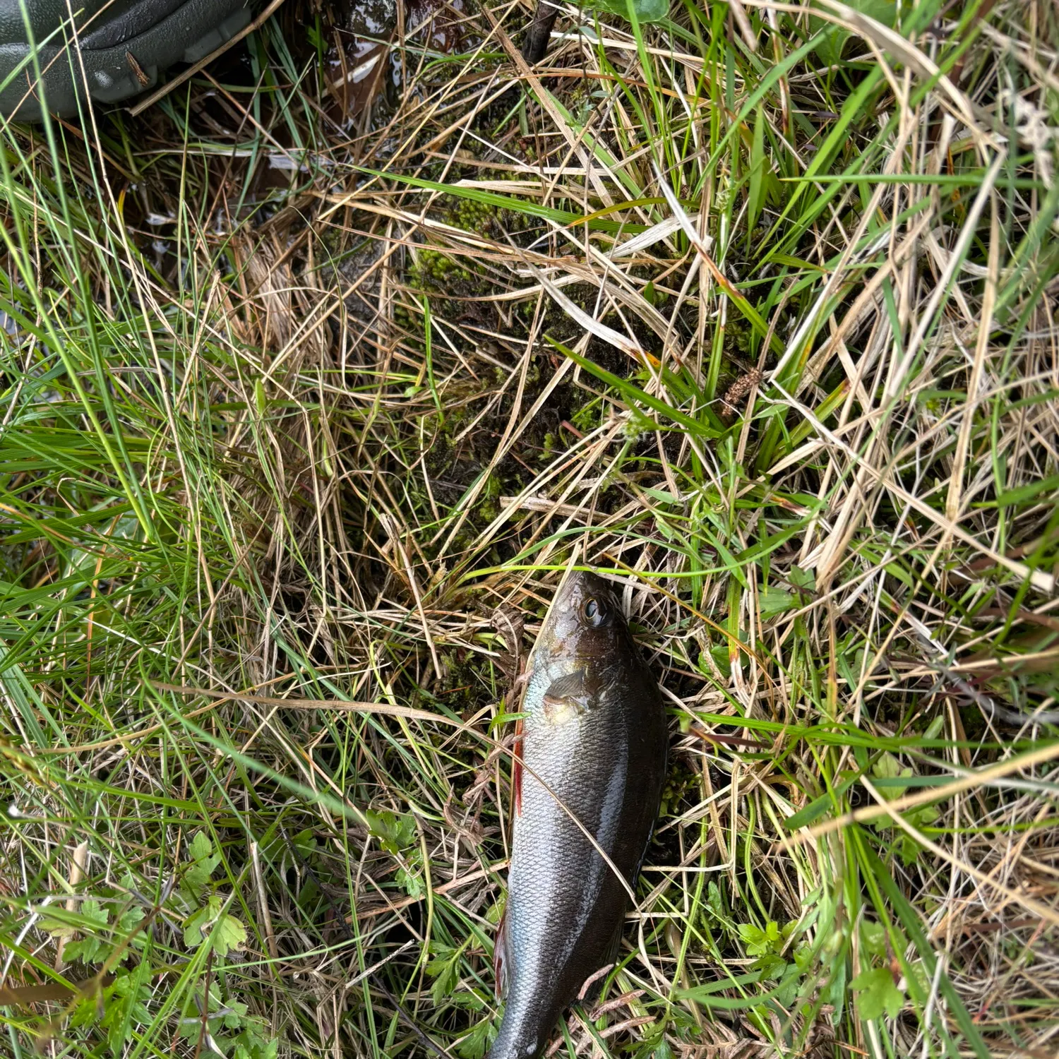 European perch caught on Fishbrain