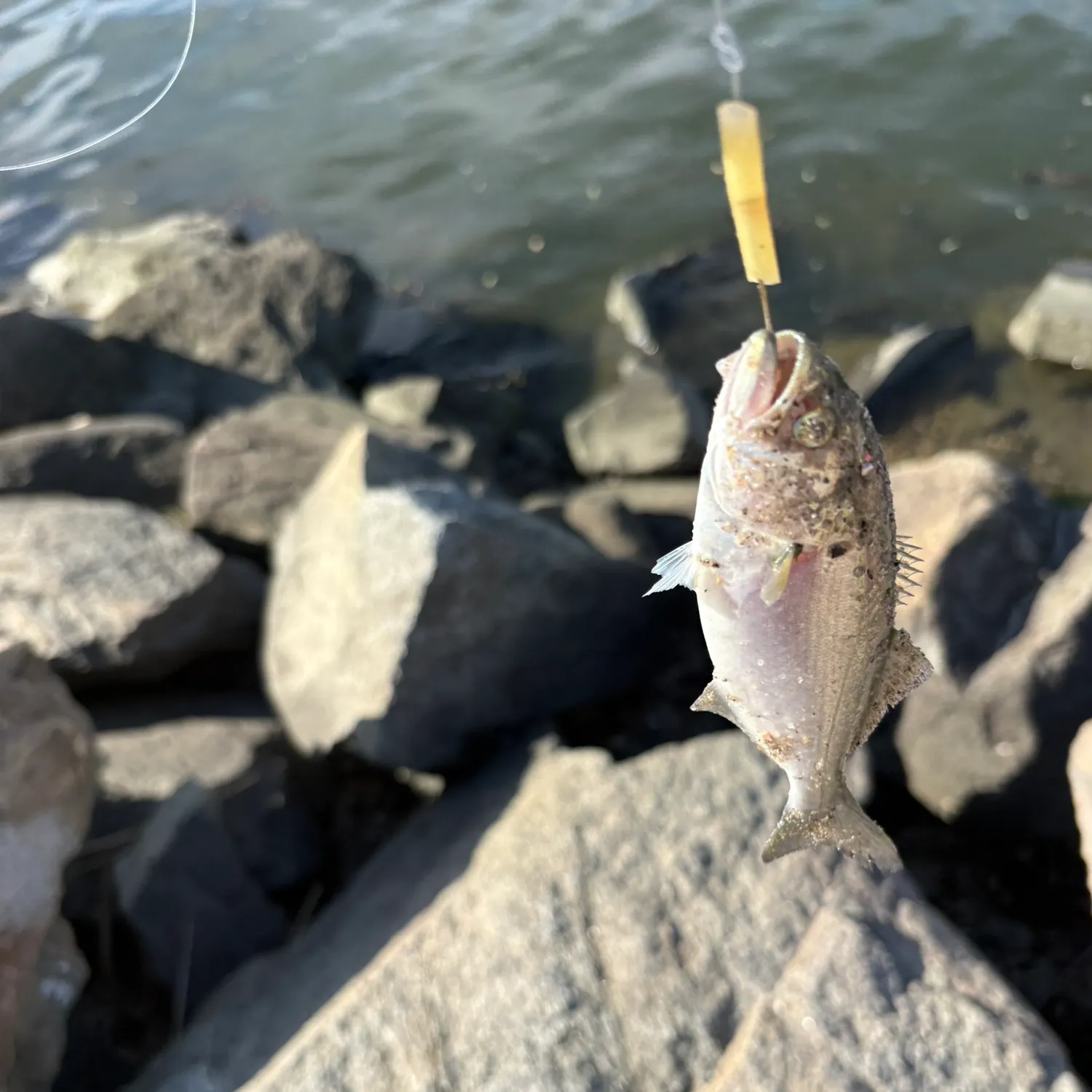 Bluefish caught on Fishbrain