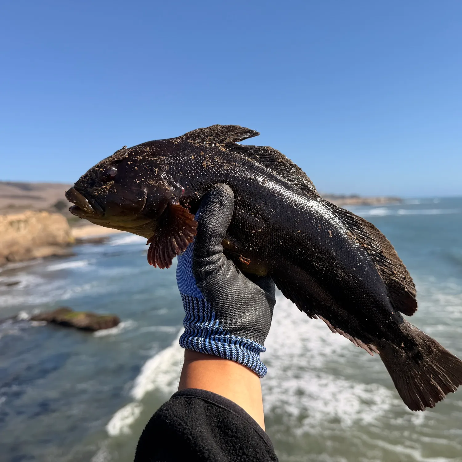 The most recent Rock greenling catches on Fishbrain
