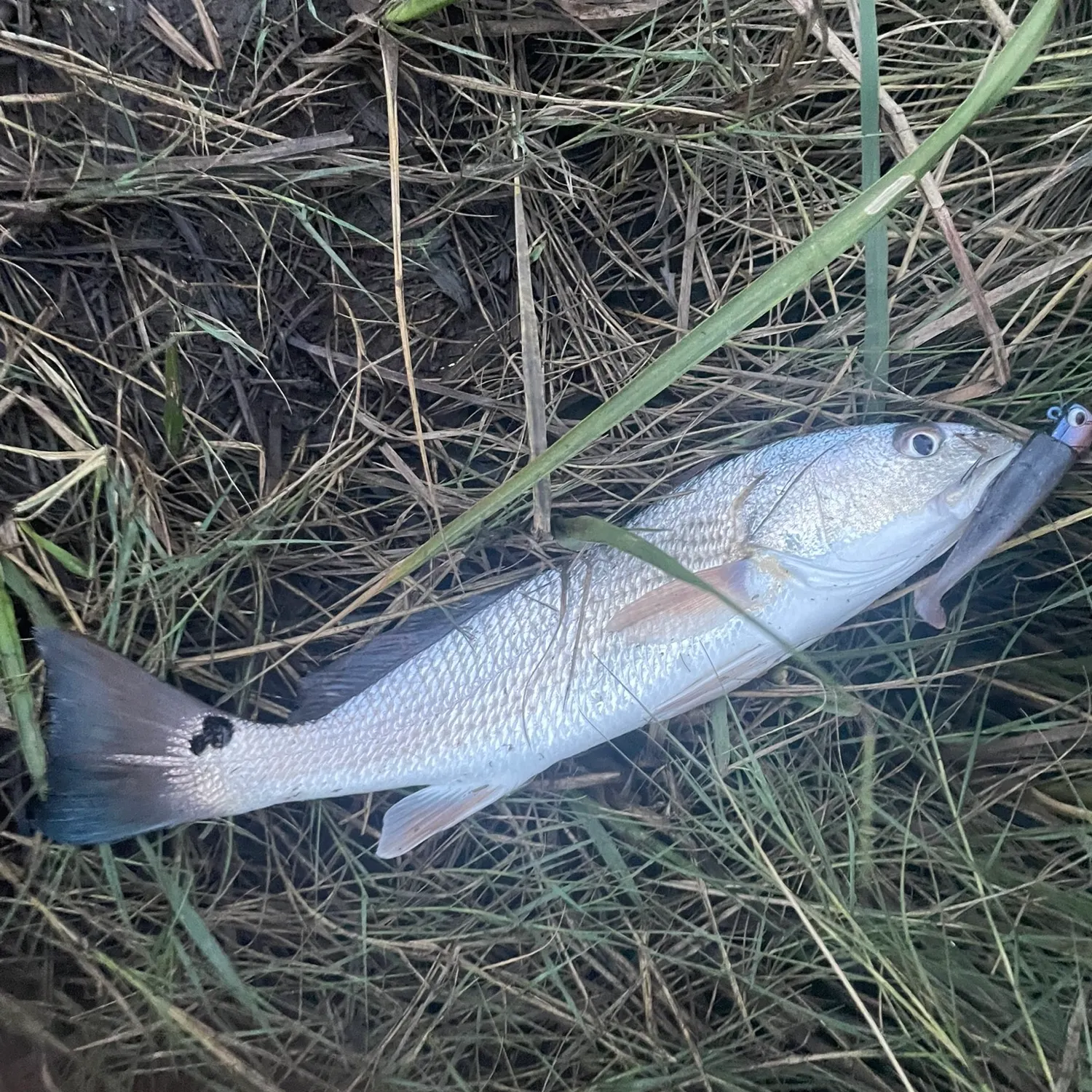Red drum caught on Fishbrain