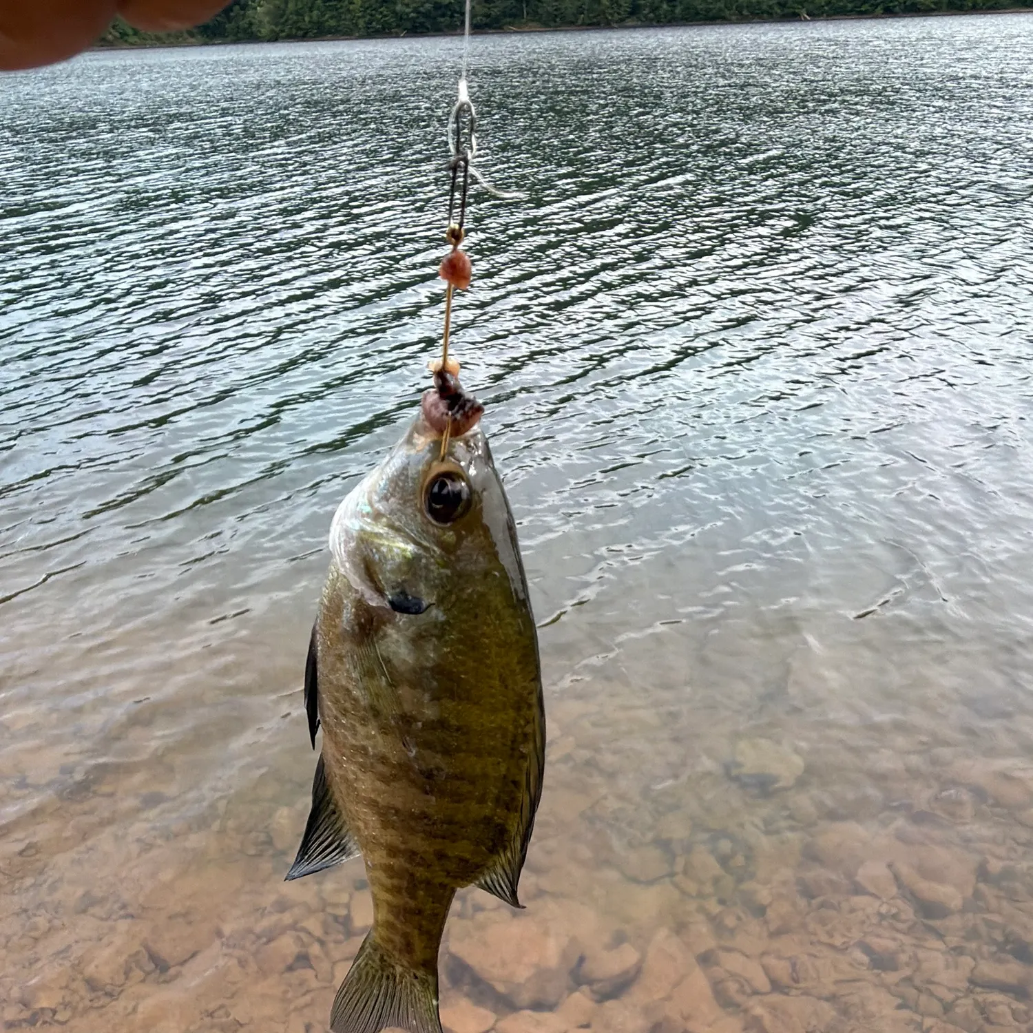 Bluegill caught on Fishbrain