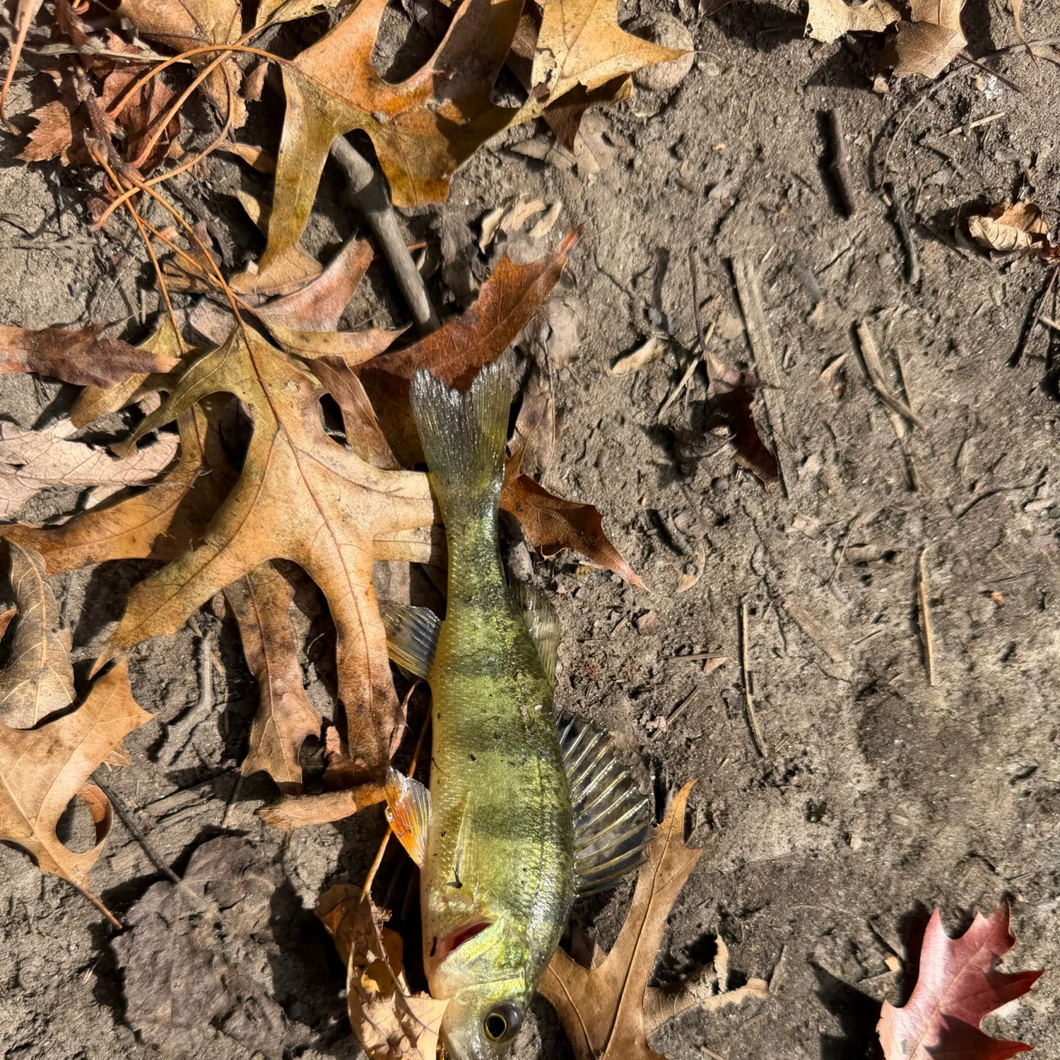 Yellow perch caught on Fishbrain