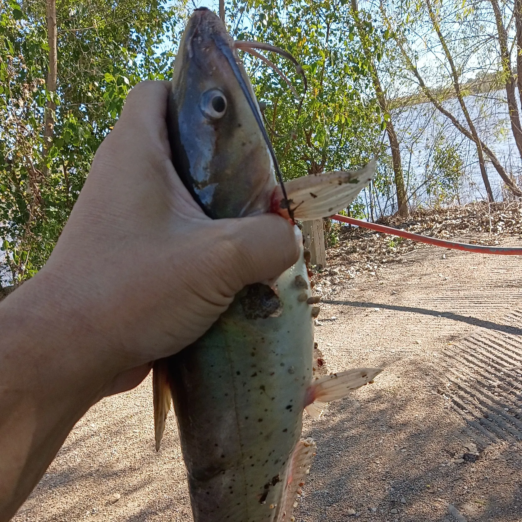 Channel catfish caught on Fishbrain