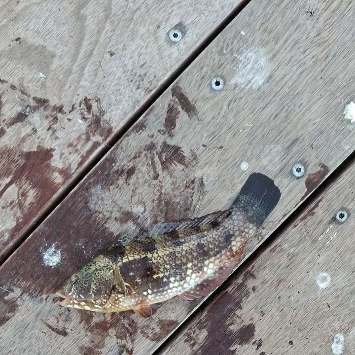 The most recent Rock wrasse catches on Fishbrain