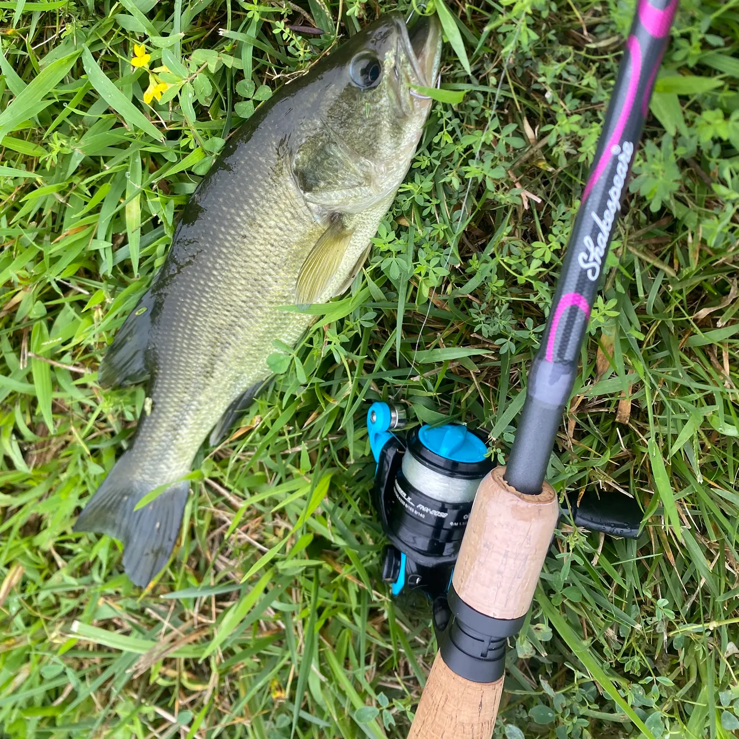 Largemouth bass caught on Fishbrain