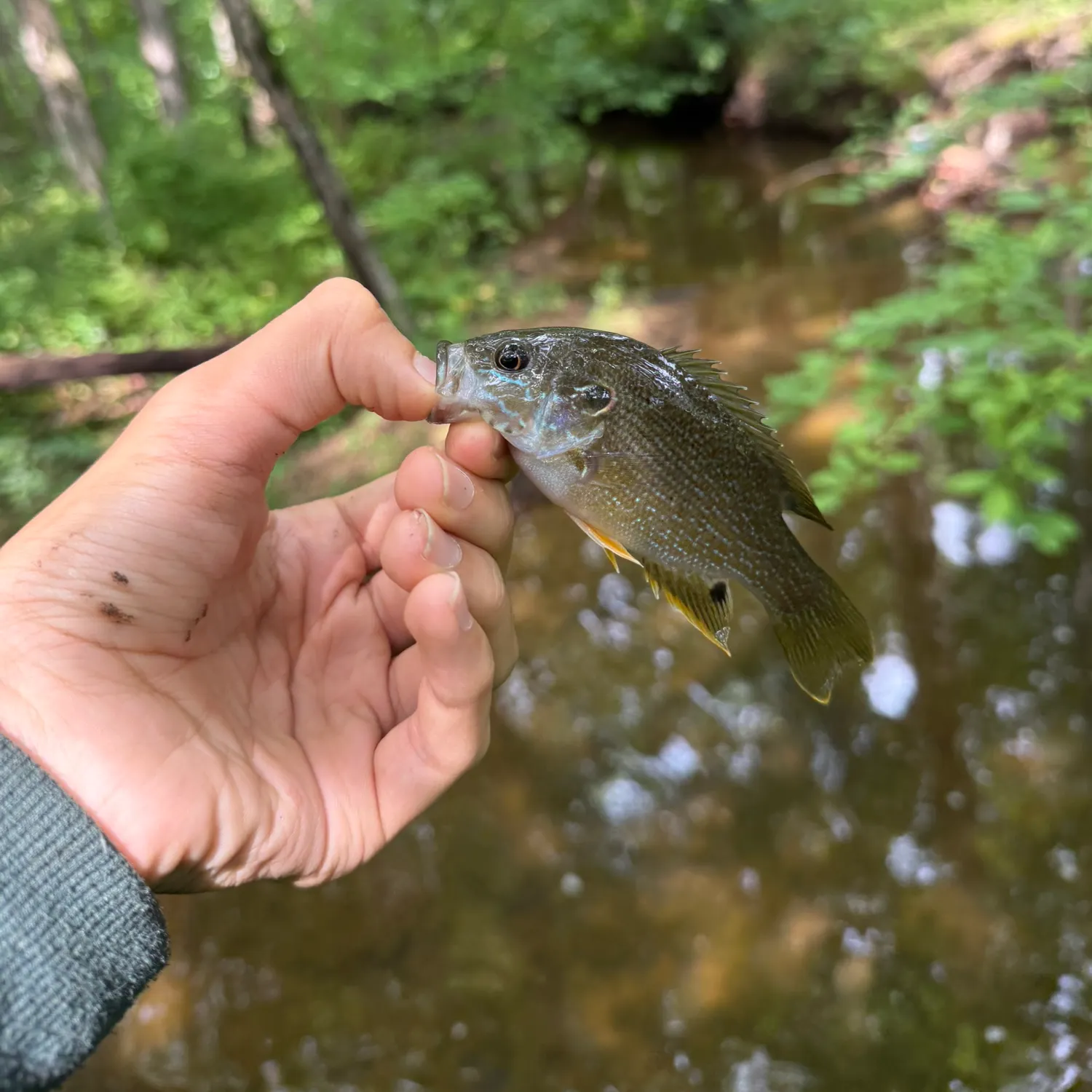 Green sunfish caught on Fishbrain