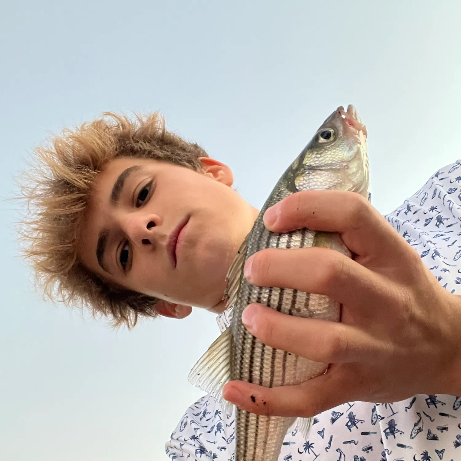 Striped bass caught on Fishbrain