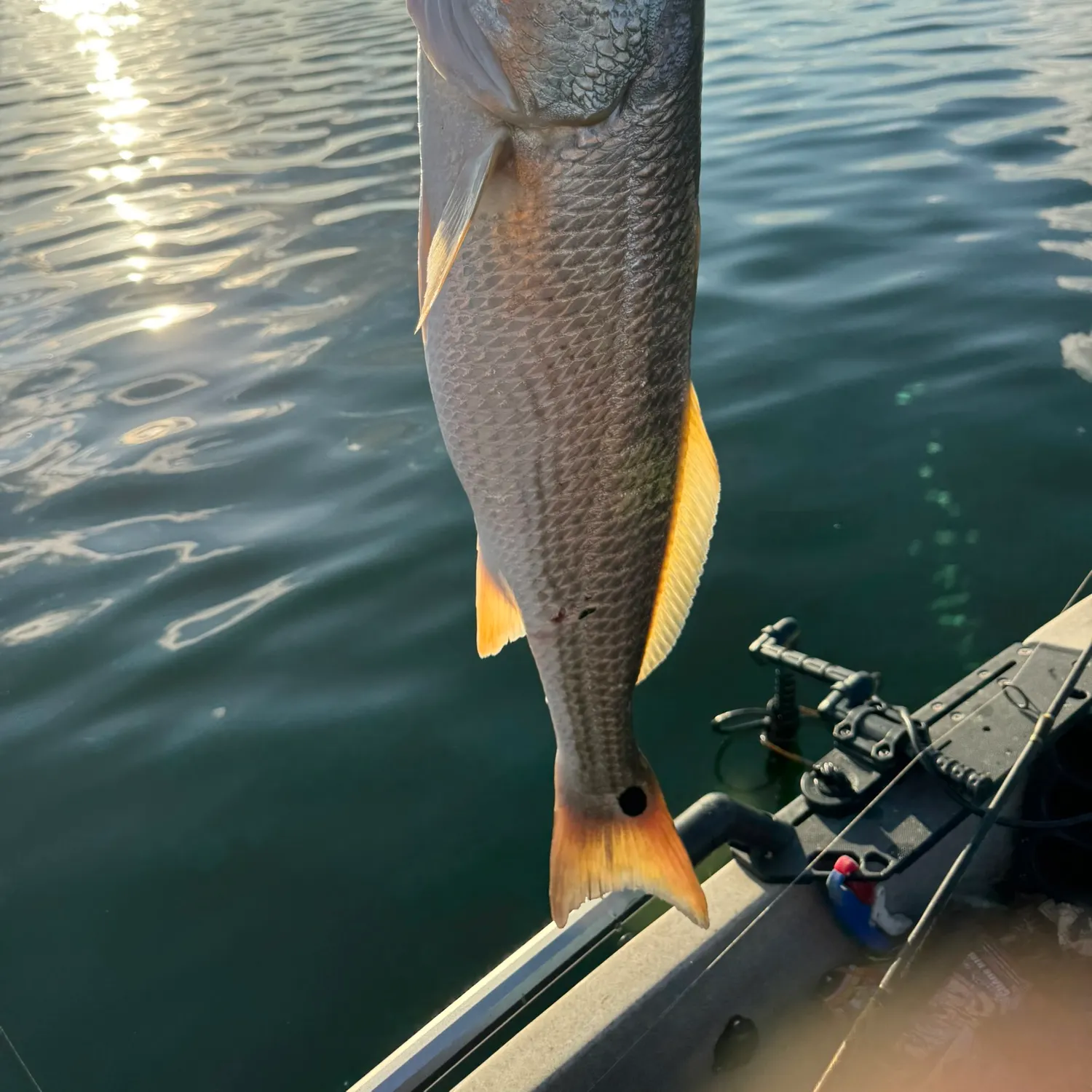 Red drum caught on Fishbrain