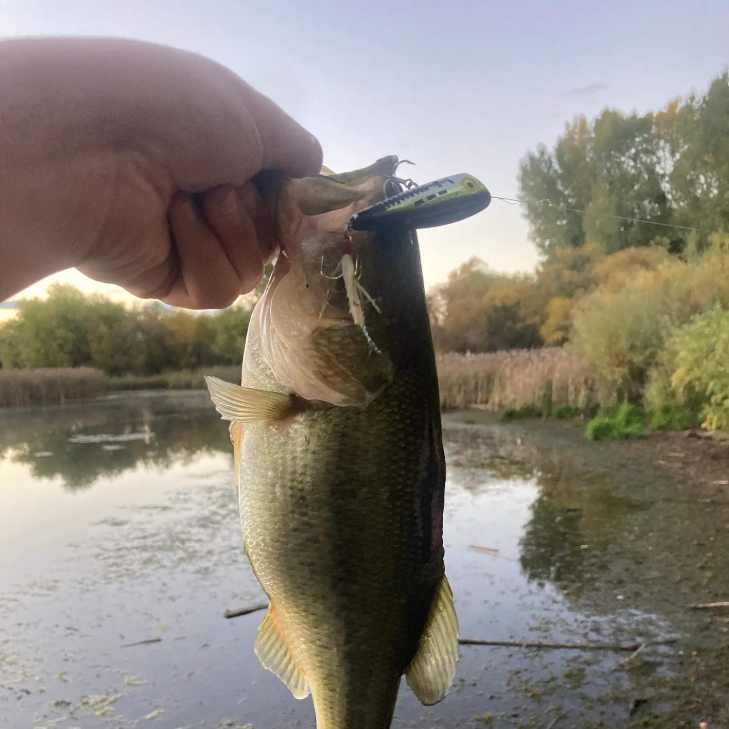 Largemouth bass caught on Fishbrain