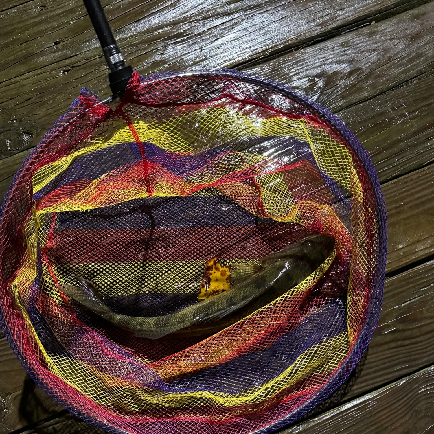 Saugeye caught on Fishbrain