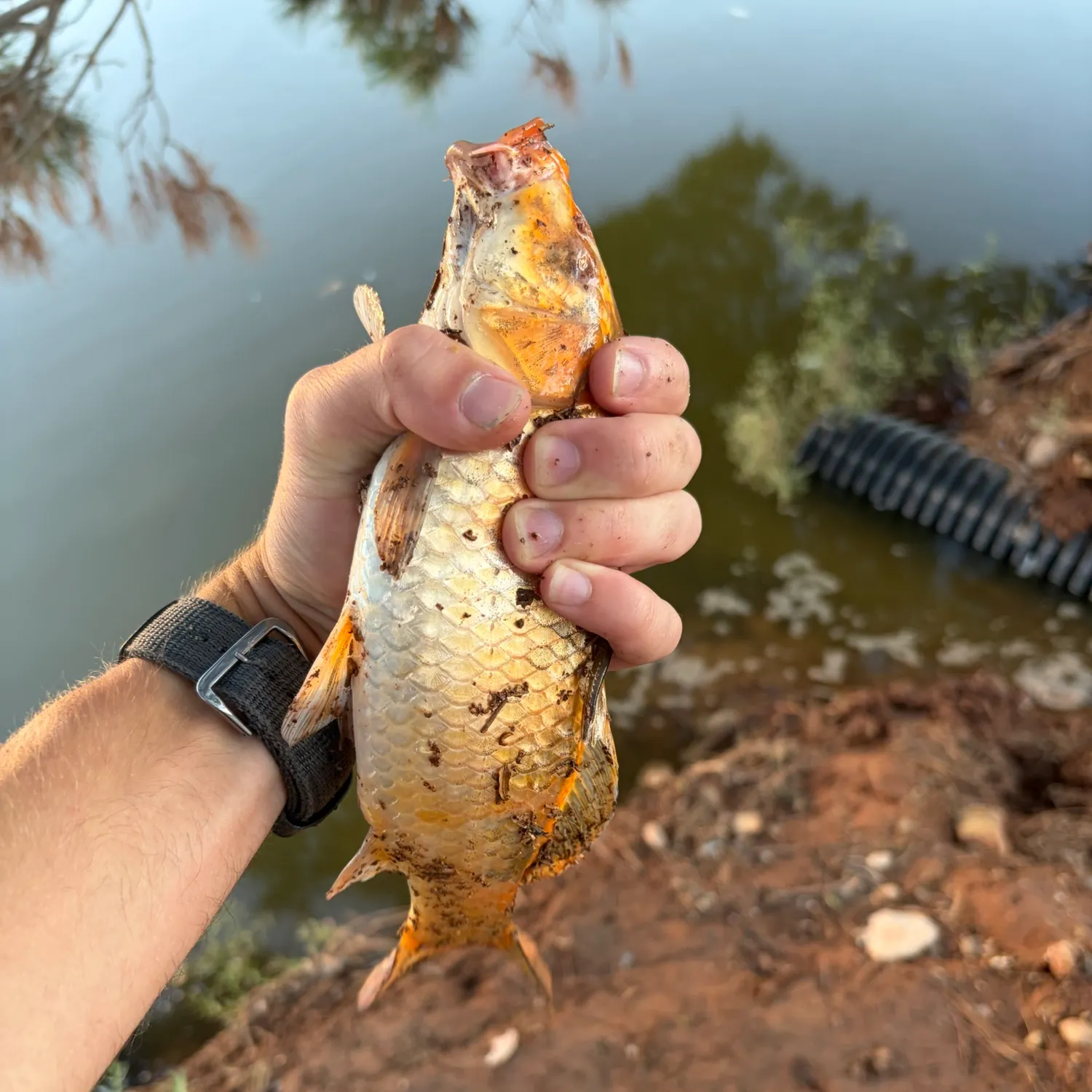 Koi carp caught on Fishbrain