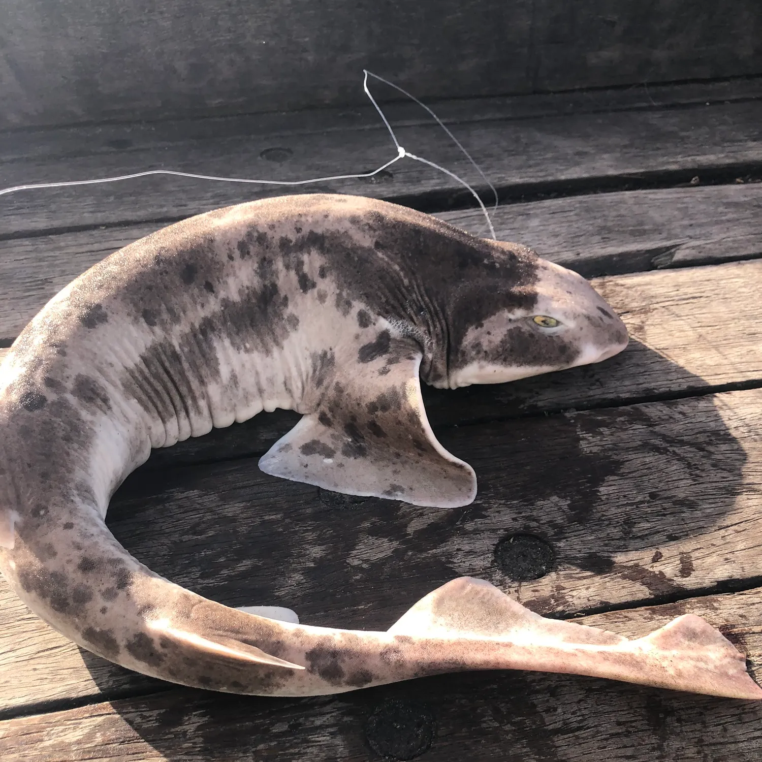 The most recent Port Jackson shark catches on Fishbrain