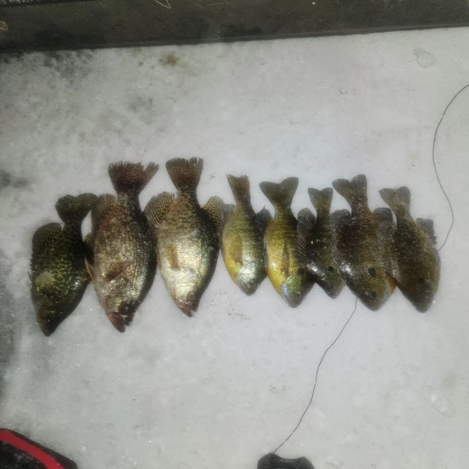 recently logged catches