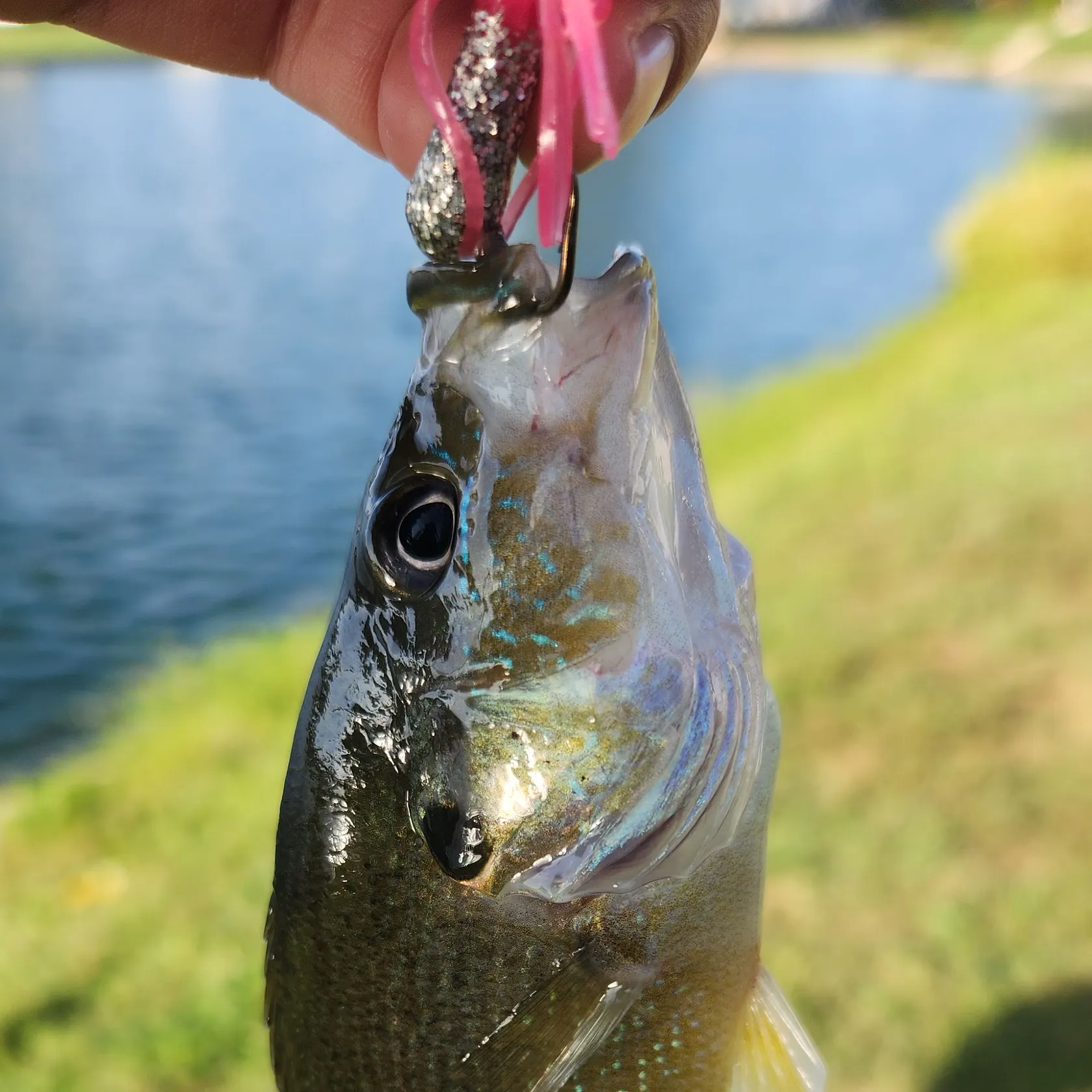 Bluegill caught on Fishbrain