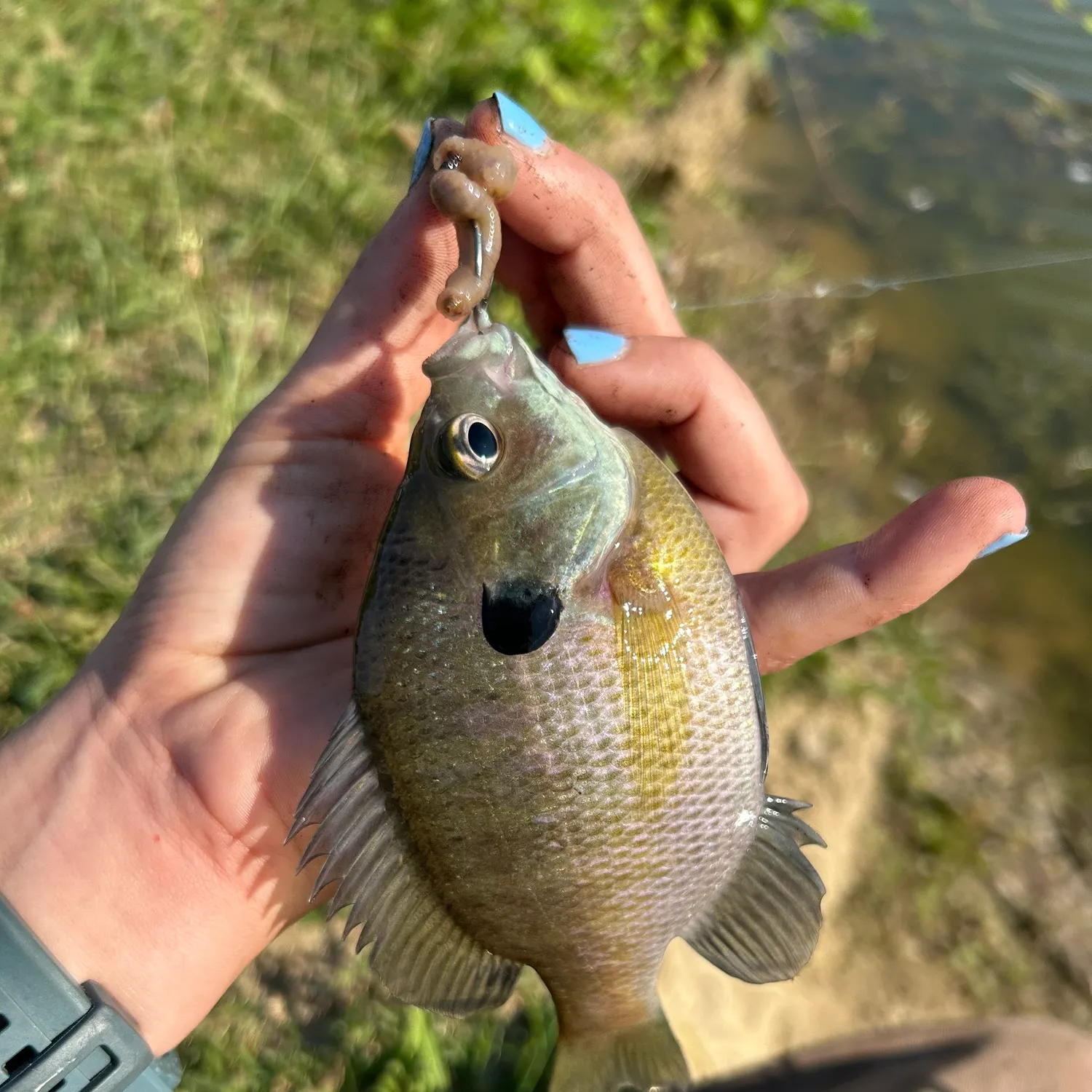 The most recent Bluegill catches on Fishbrain