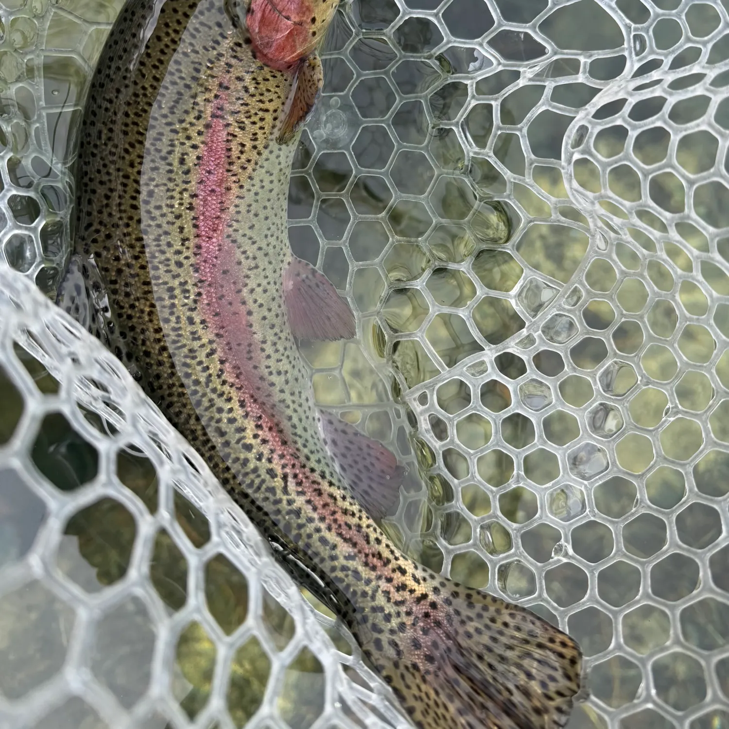 Rainbow trout caught on Fishbrain