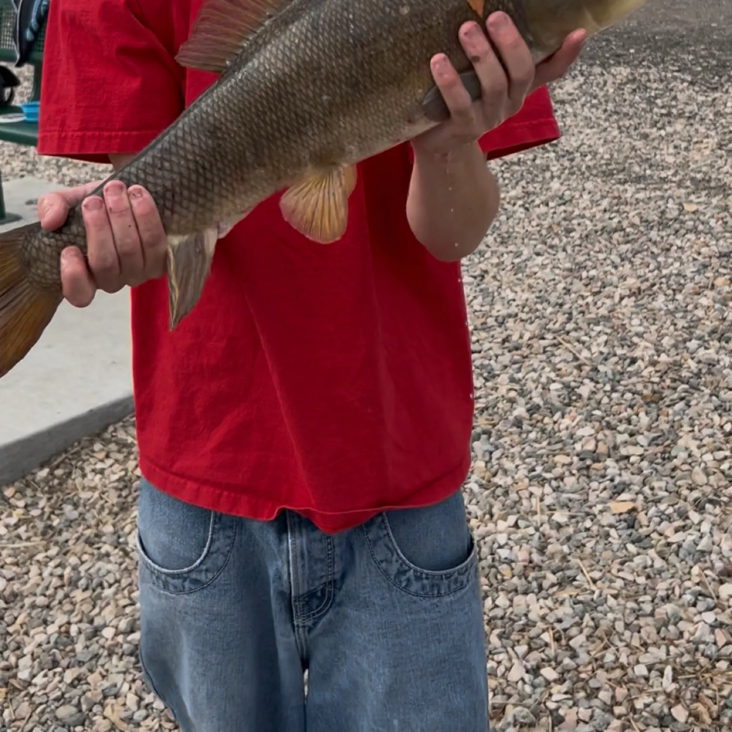 The most recent Utah sucker catches on Fishbrain