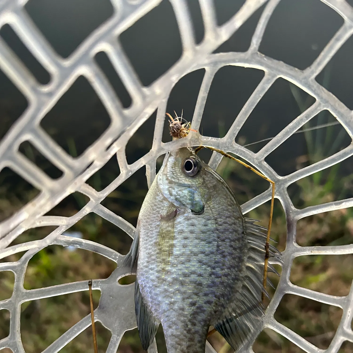 Bluegill caught on Fishbrain