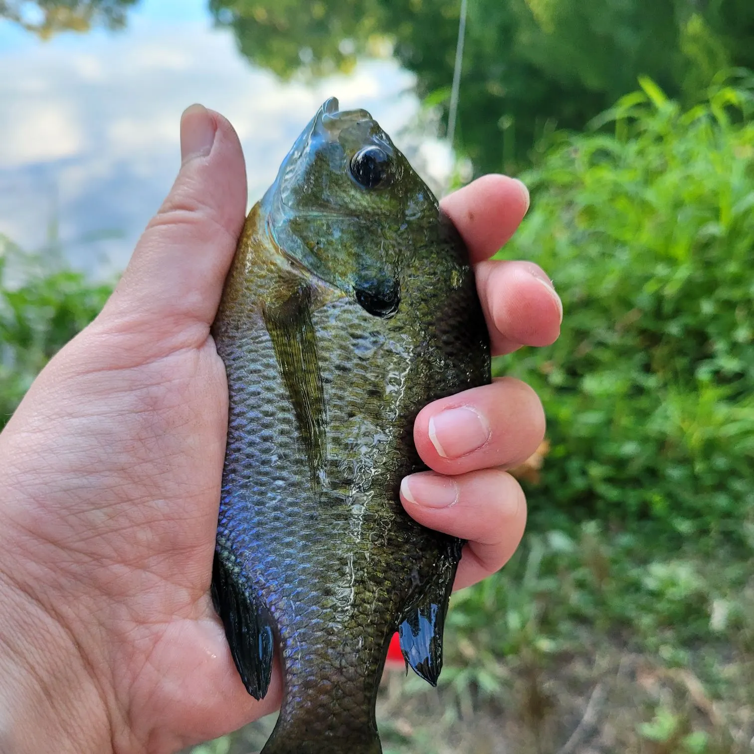 Bluegill caught on Fishbrain