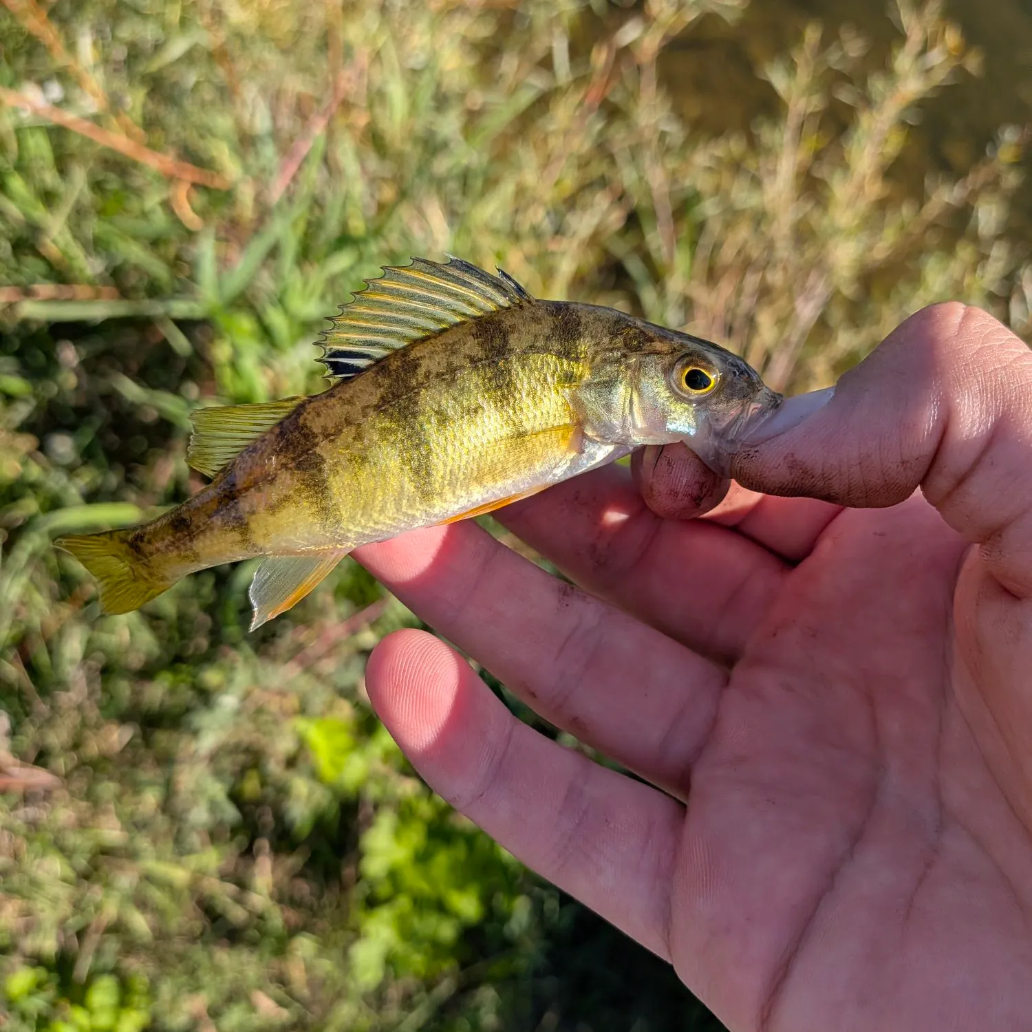 Yellow perch caught on Fishbrain