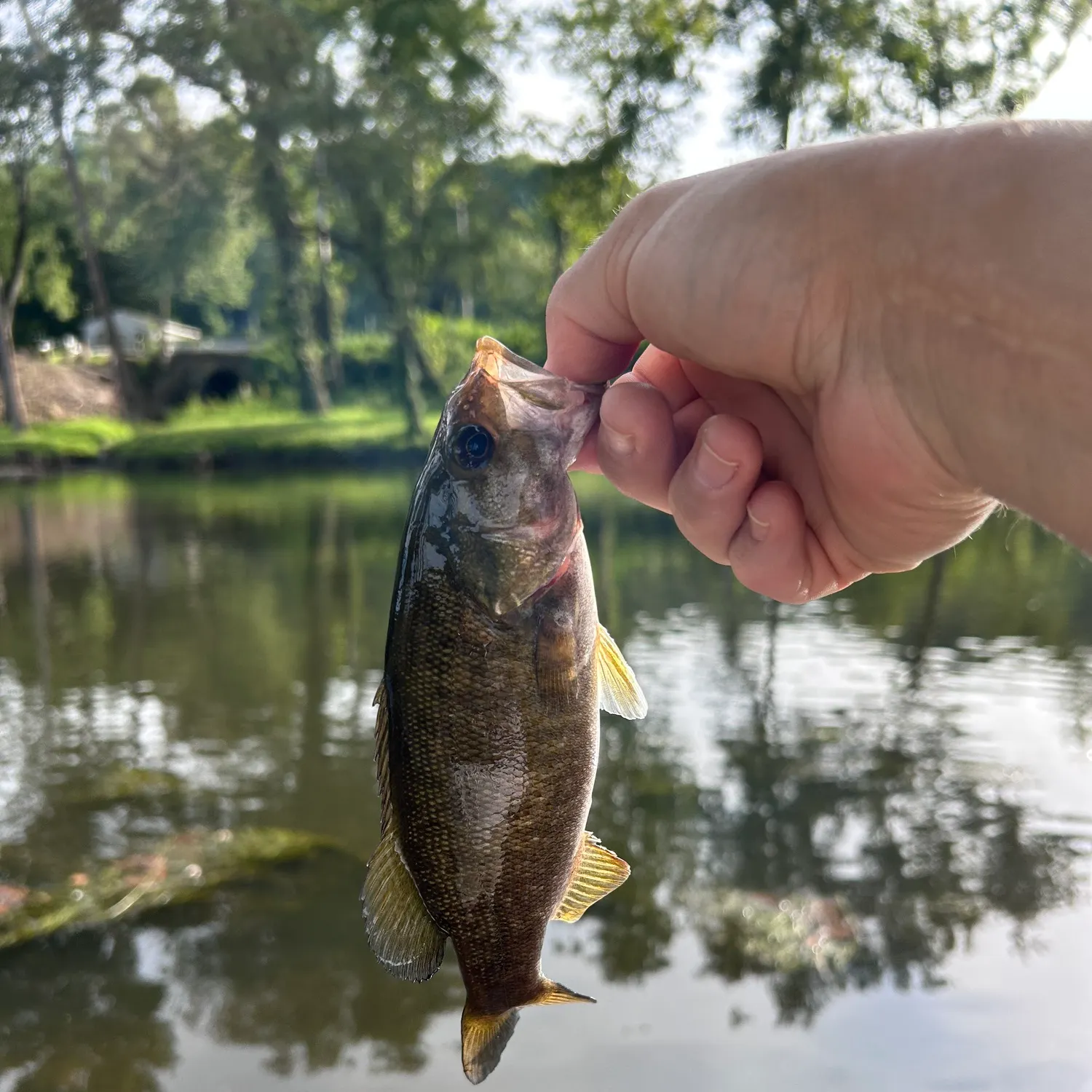 Smallmouth bass caught on Fishbrain