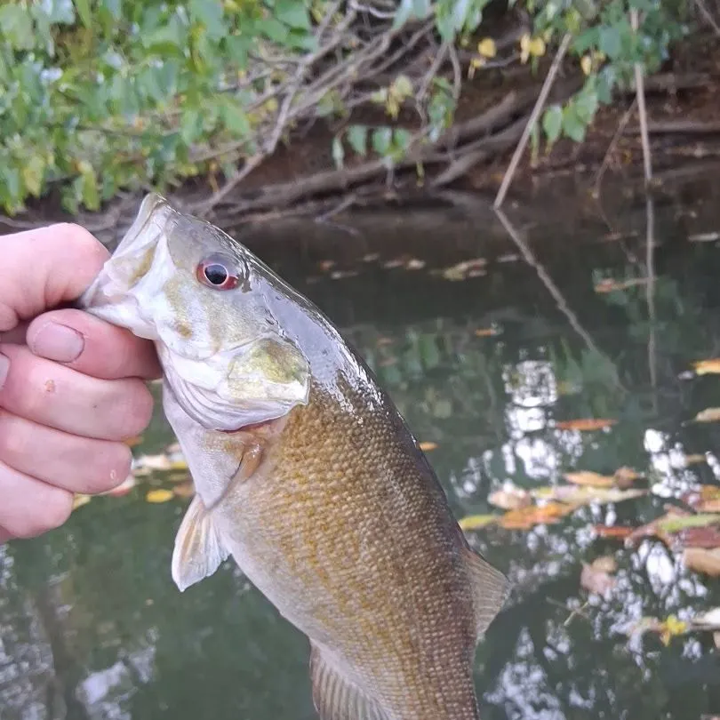 Smallmouth bass caught on Fishbrain