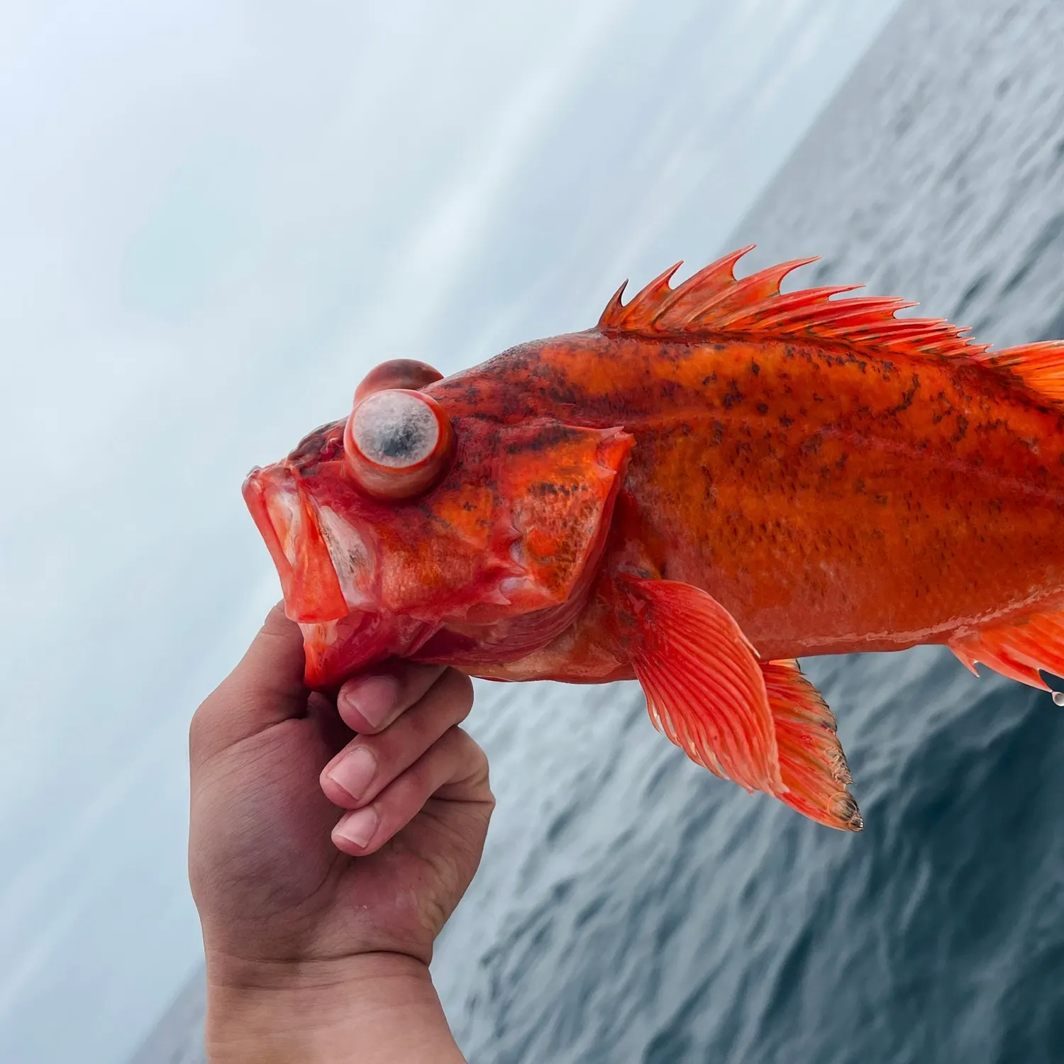 The most recent Vermilion rockfish catches on Fishbrain
