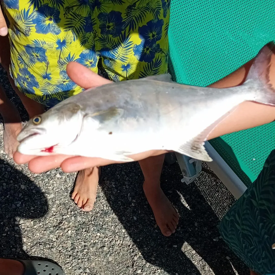 The most recent Leerfish catches on Fishbrain