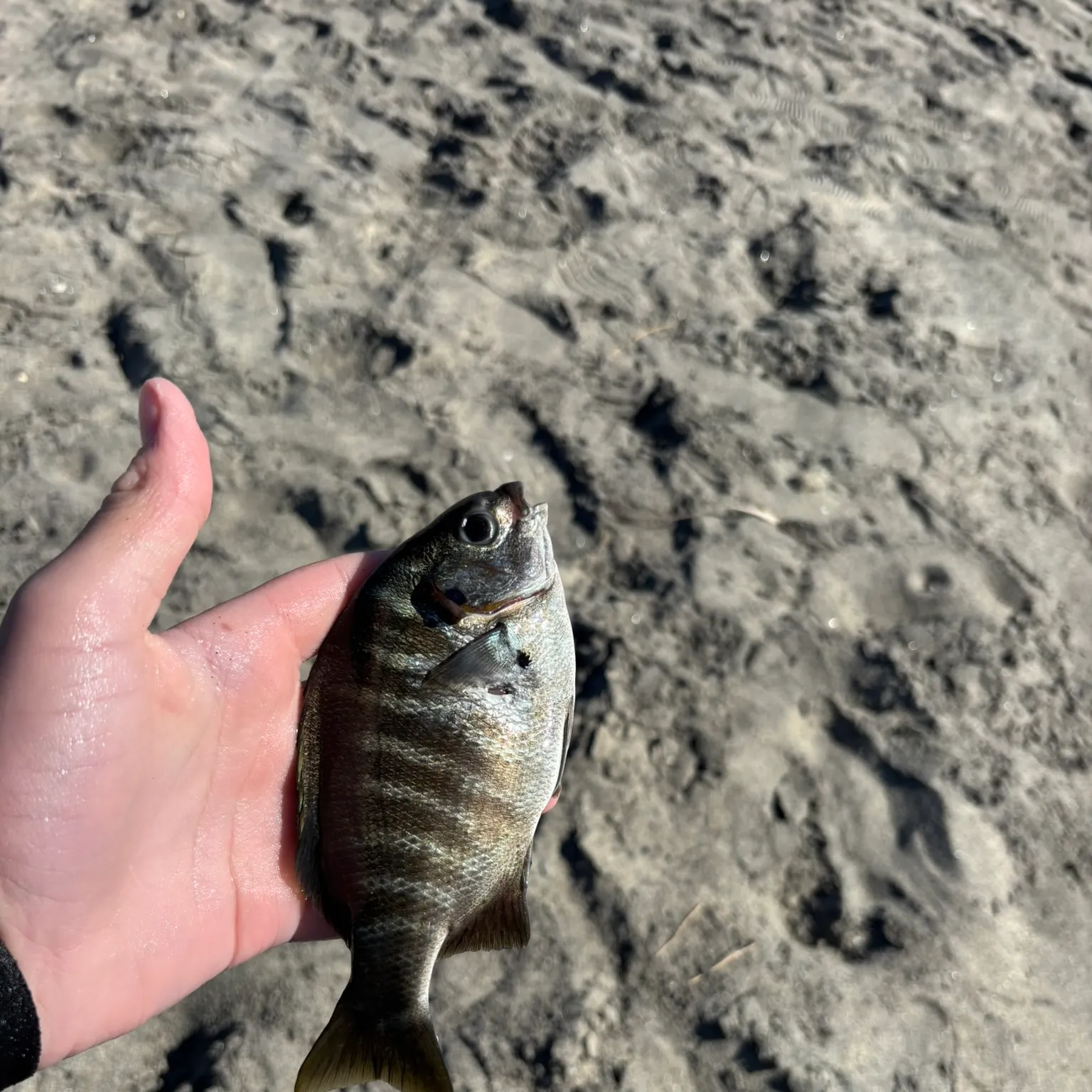 The most recent Zebra-perch sea chub catches on Fishbrain
