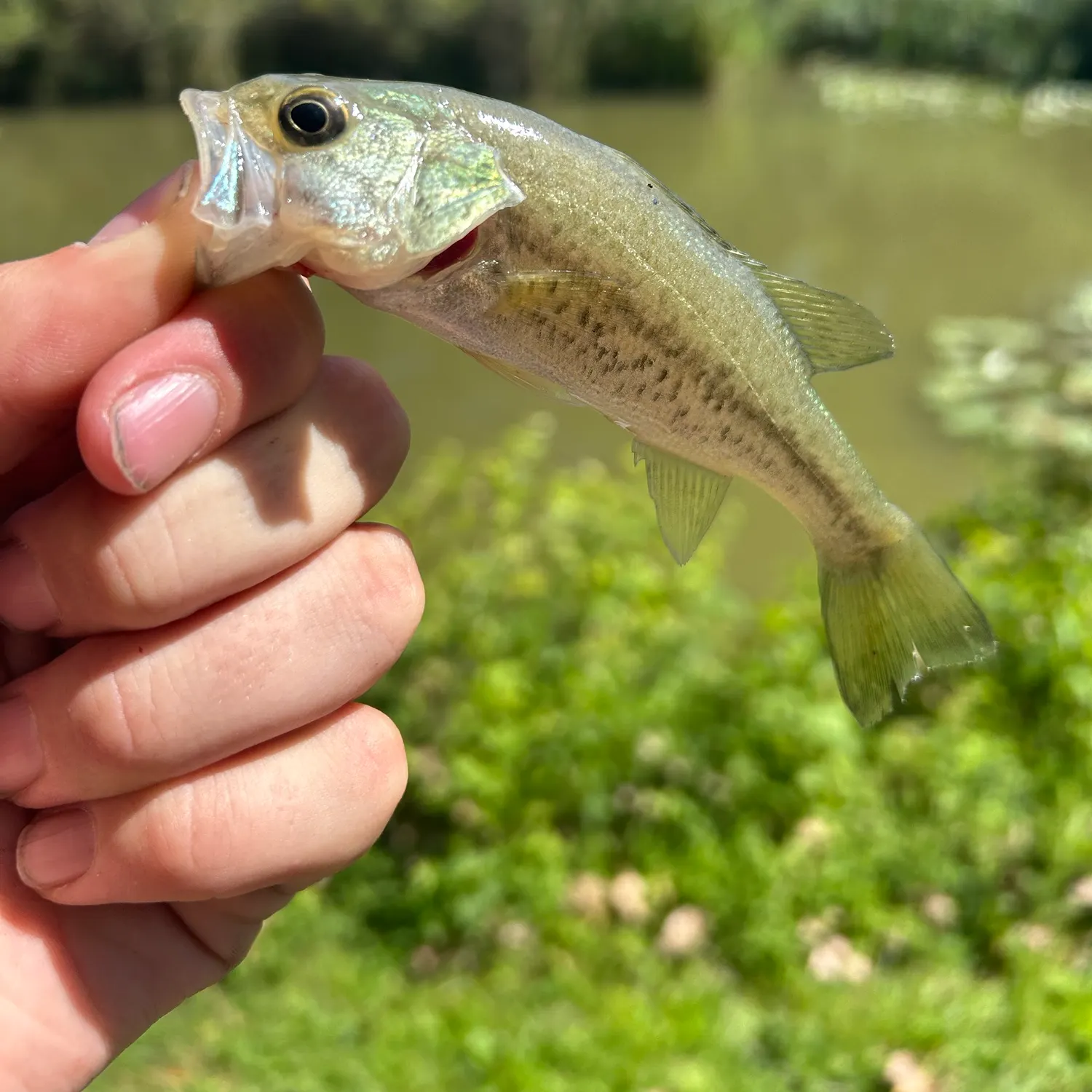 Largemouth bass caught on Fishbrain