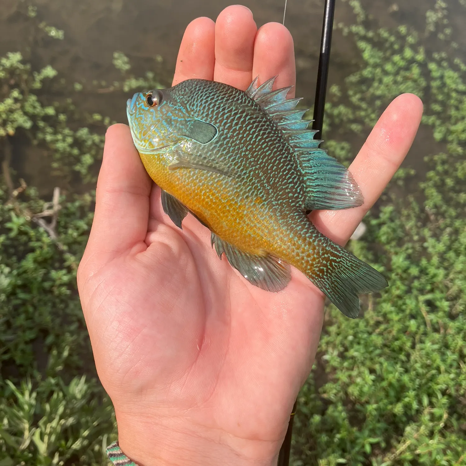 Longear sunfish caught on Fishbrain