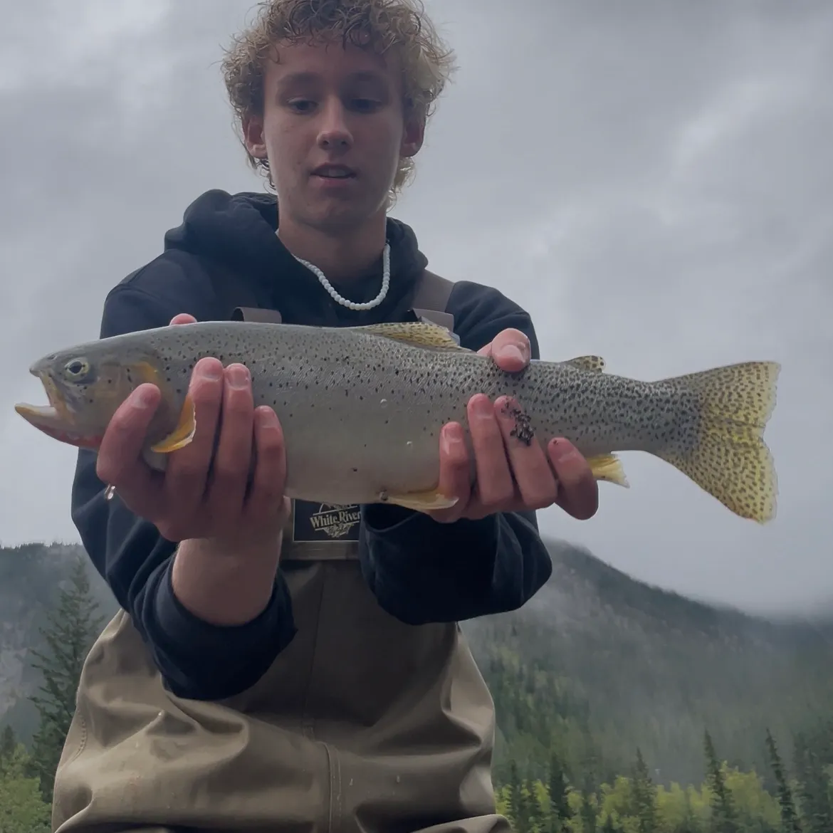 The most recent Westslope cutthroat trout catches on Fishbrain