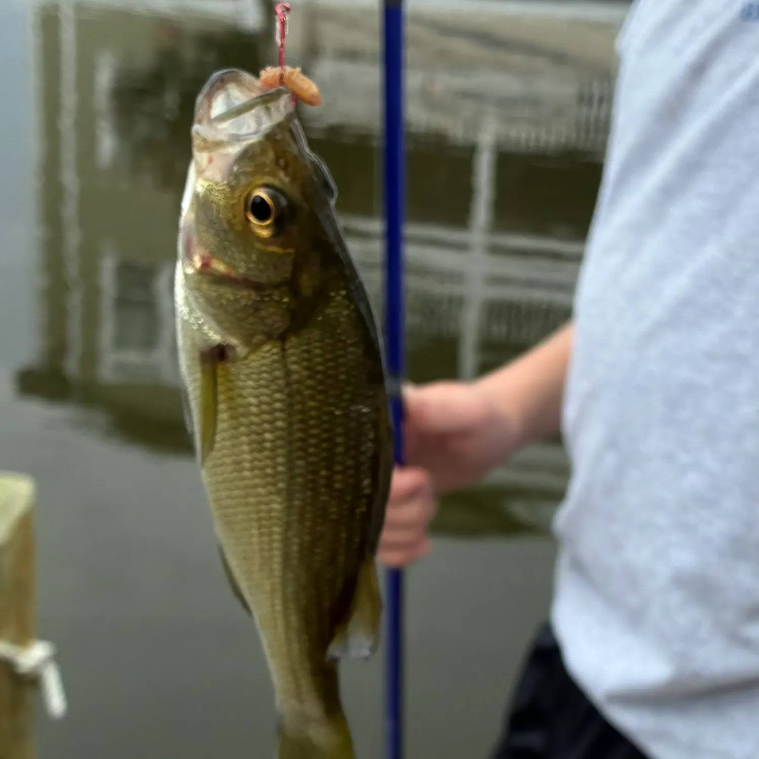 White perch caught on Fishbrain
