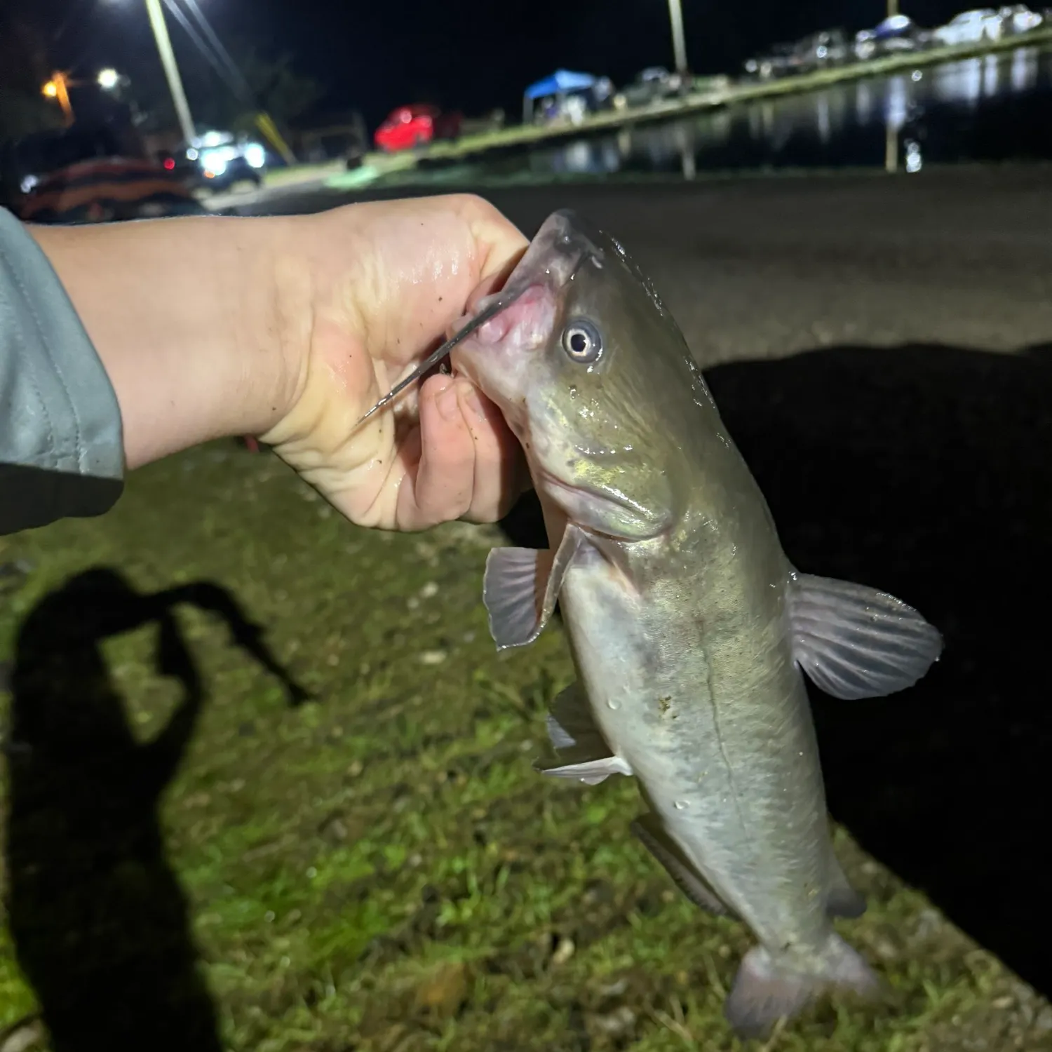 The most recent White bullhead catches on Fishbrain