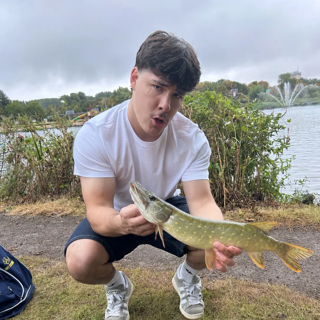 Northern pike caught on Fishbrain