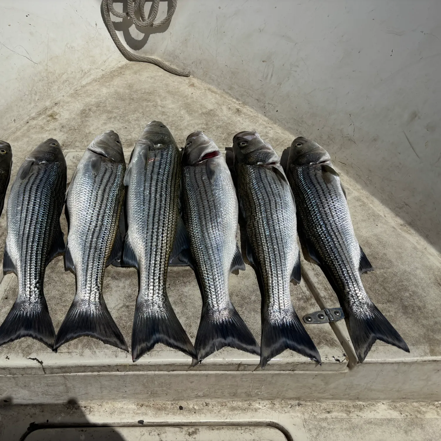recently logged catches