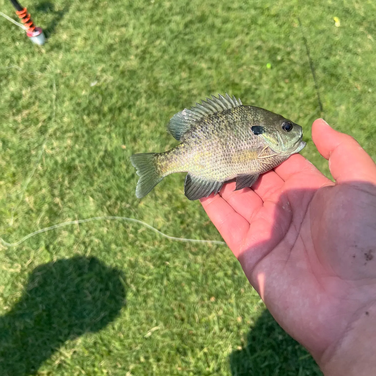 Bluegill caught on Fishbrain