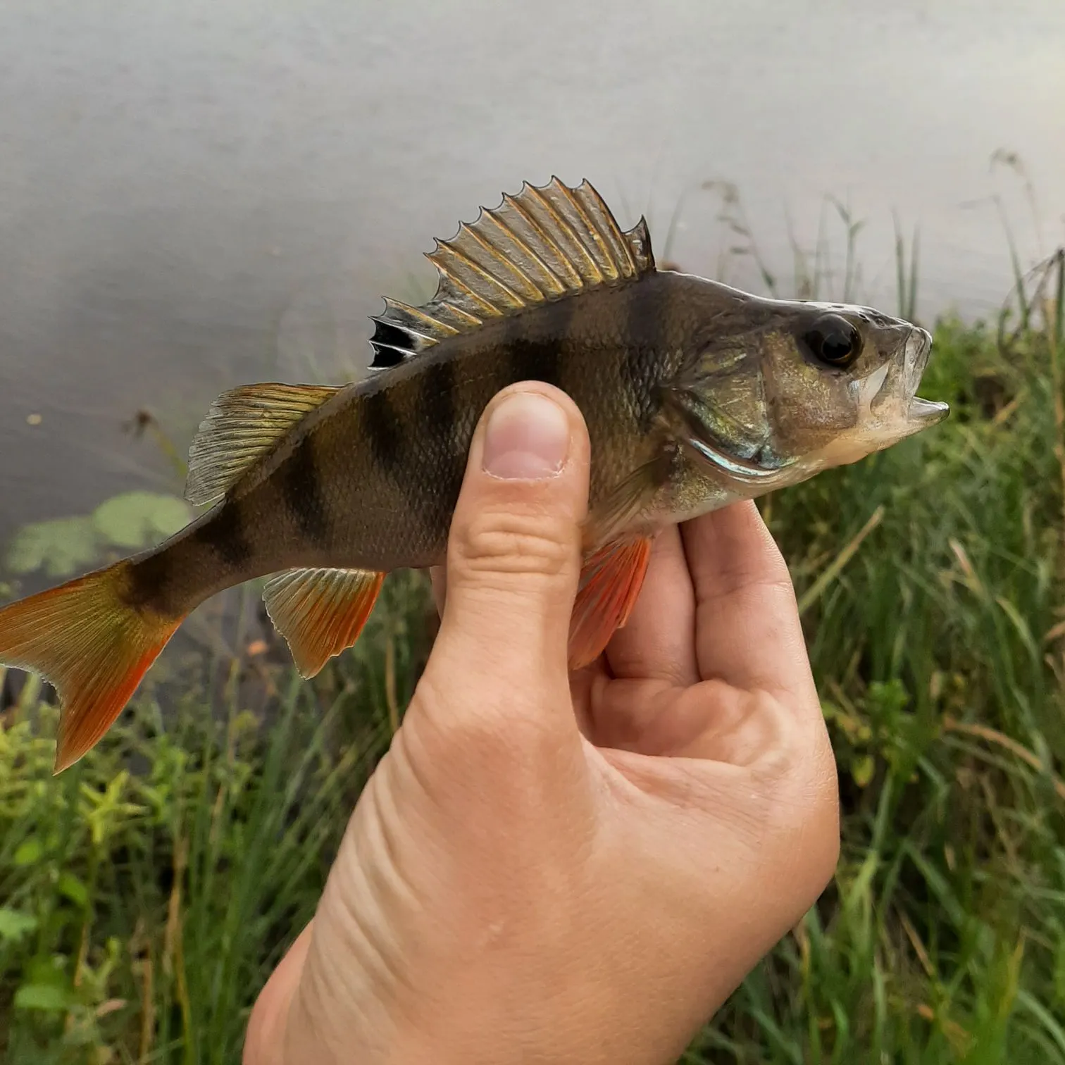 European perch caught on Fishbrain