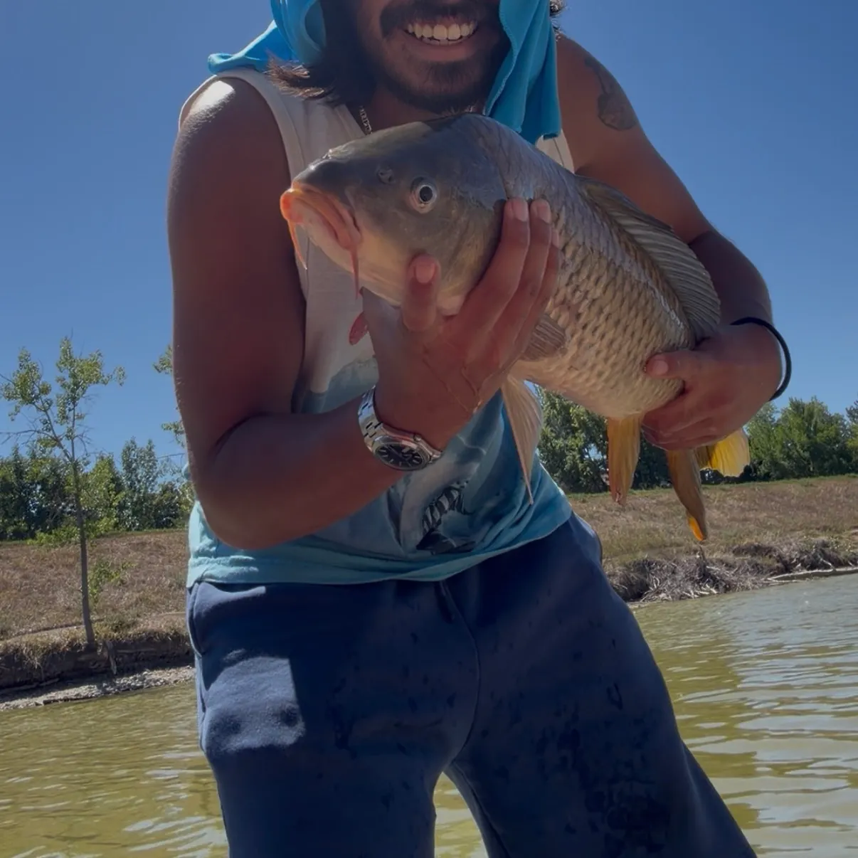 Common carp caught on Fishbrain