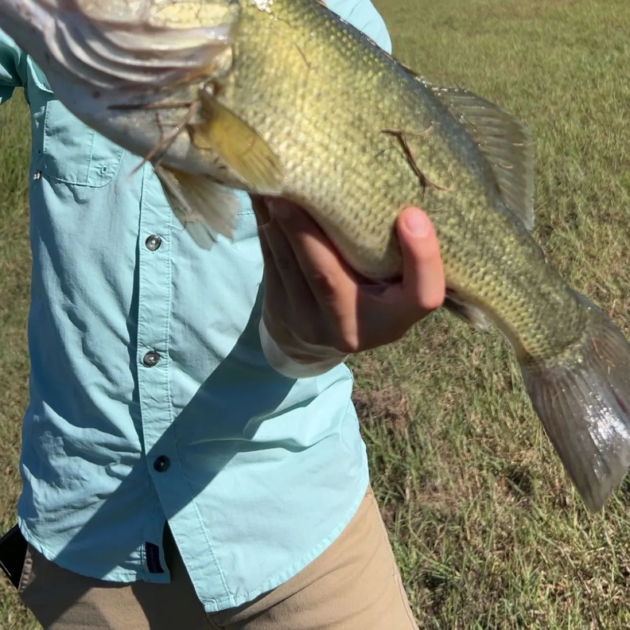The most recent Largemouth bass catches on Fishbrain