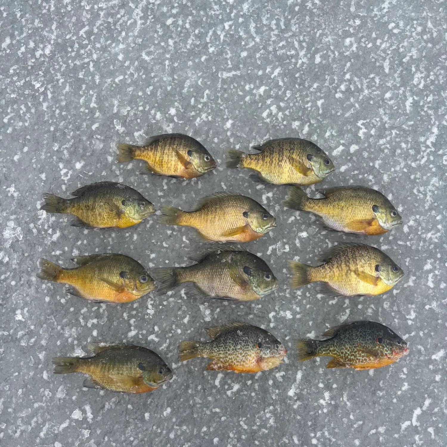 recently logged catches