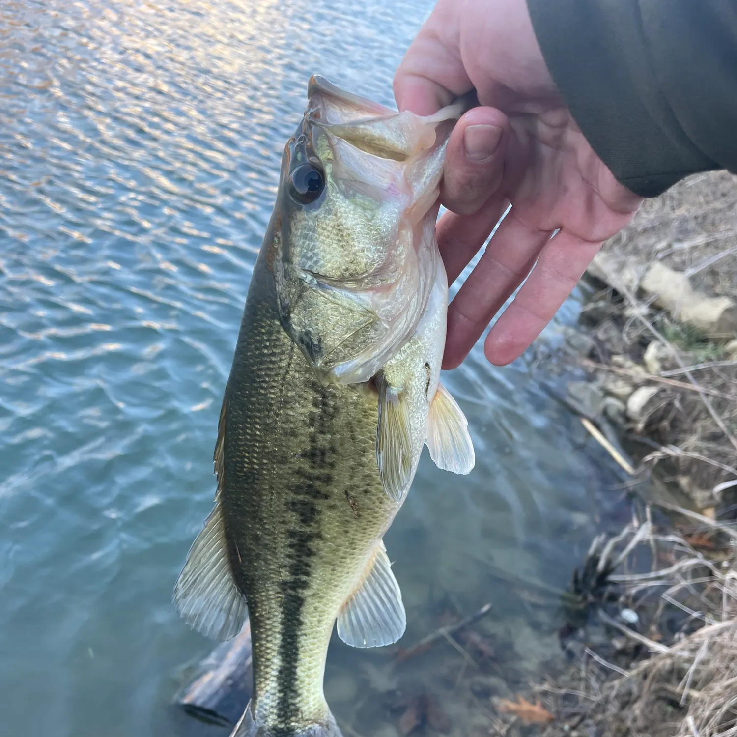 The most recent Spotted bass catches on Fishbrain