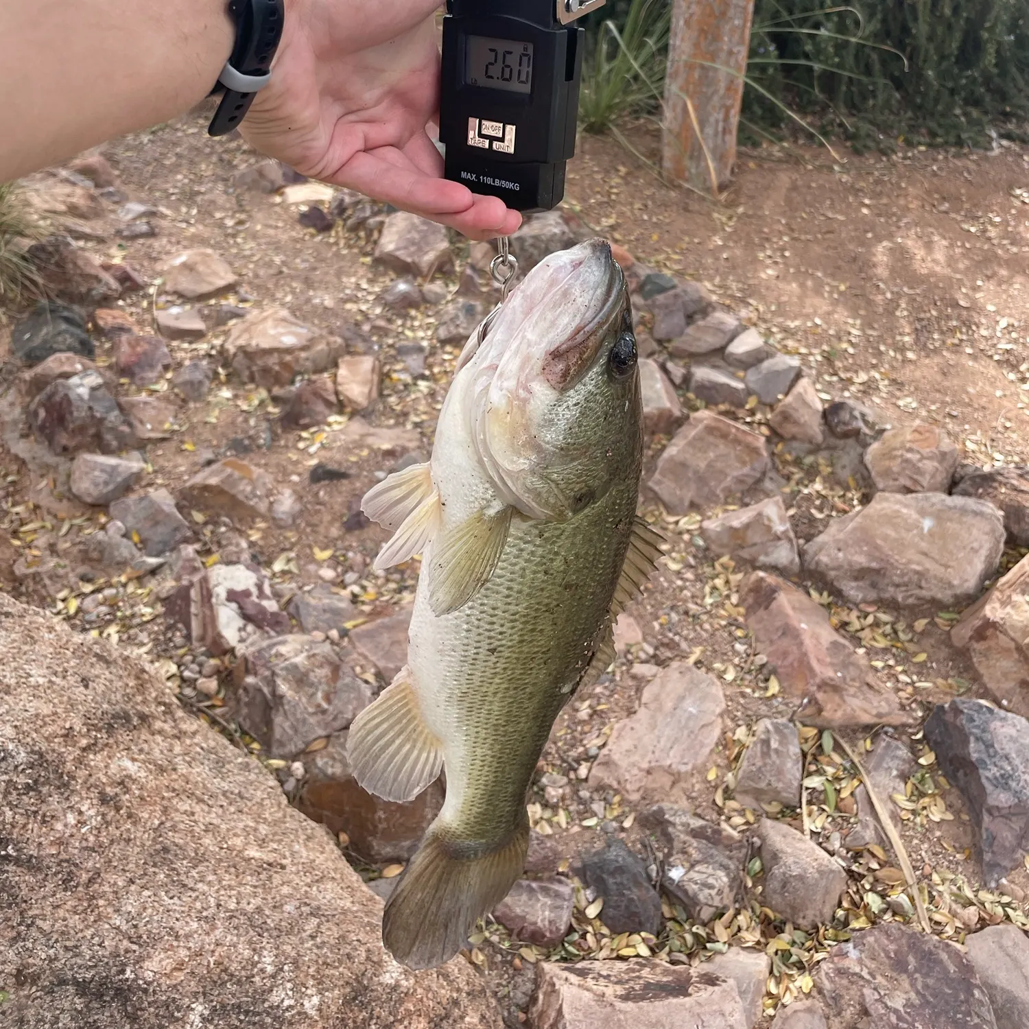 Largemouth bass caught on Fishbrain